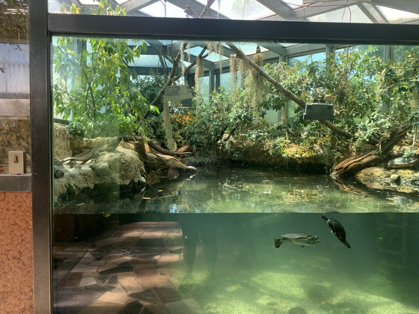 Turtle exhibit