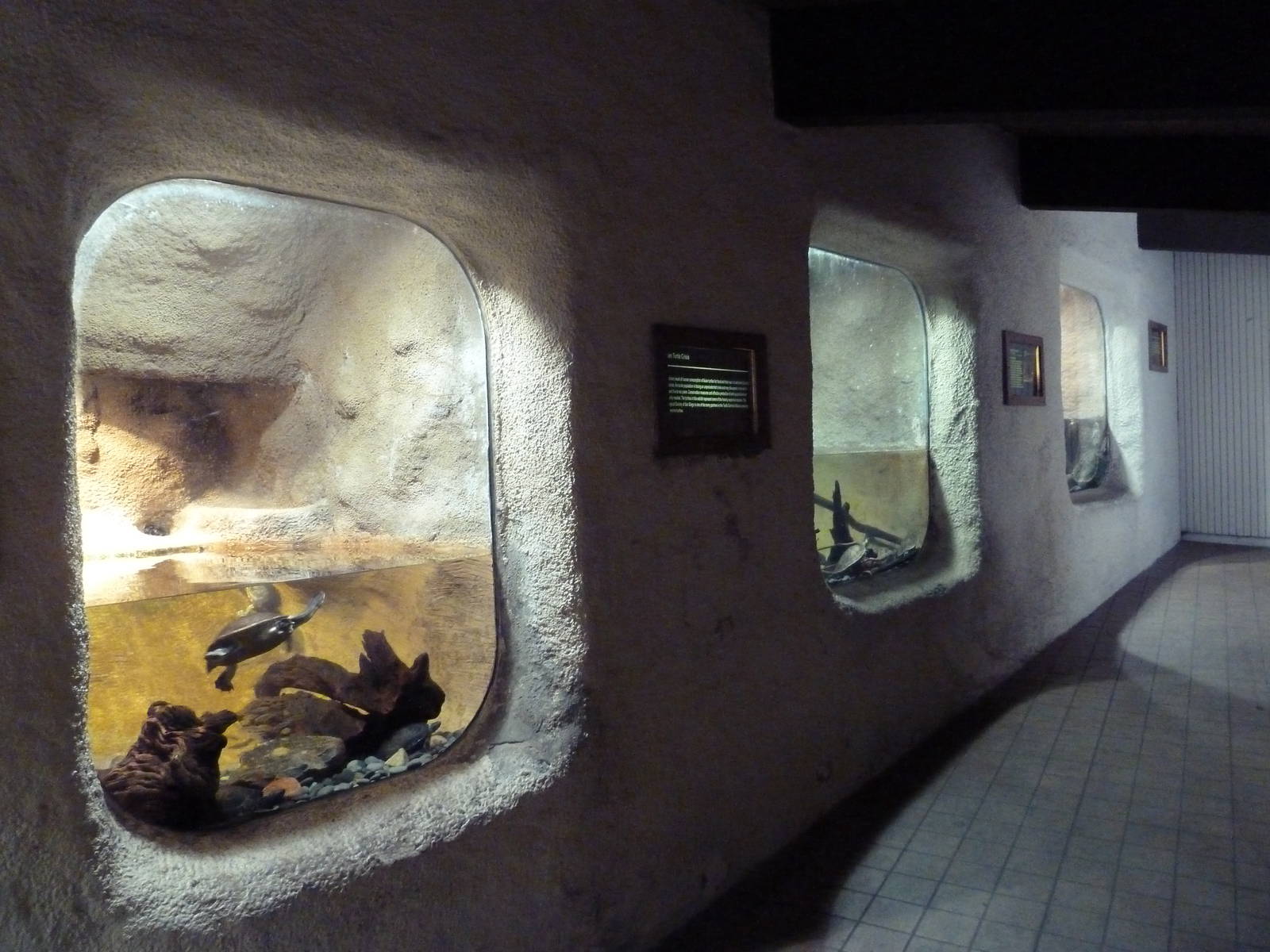 Turtle Exhibits