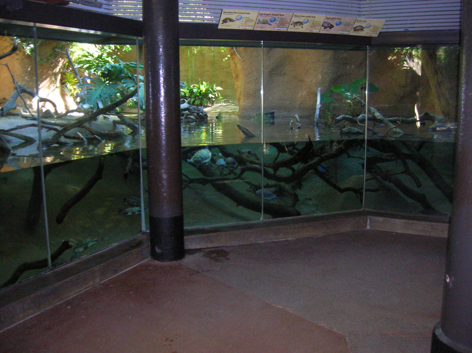 Turtle Exhibut 1-12-09