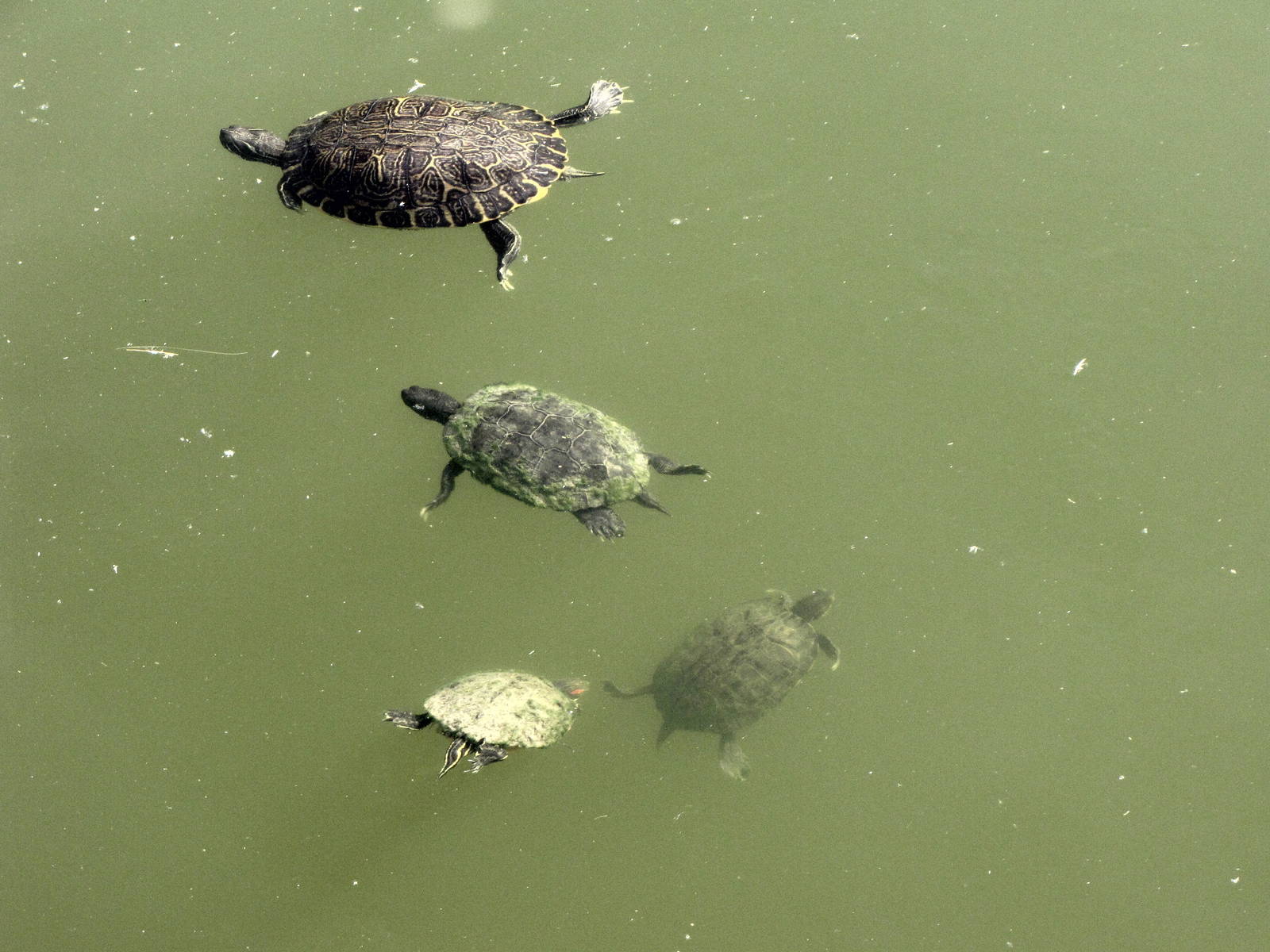 Turtle Family