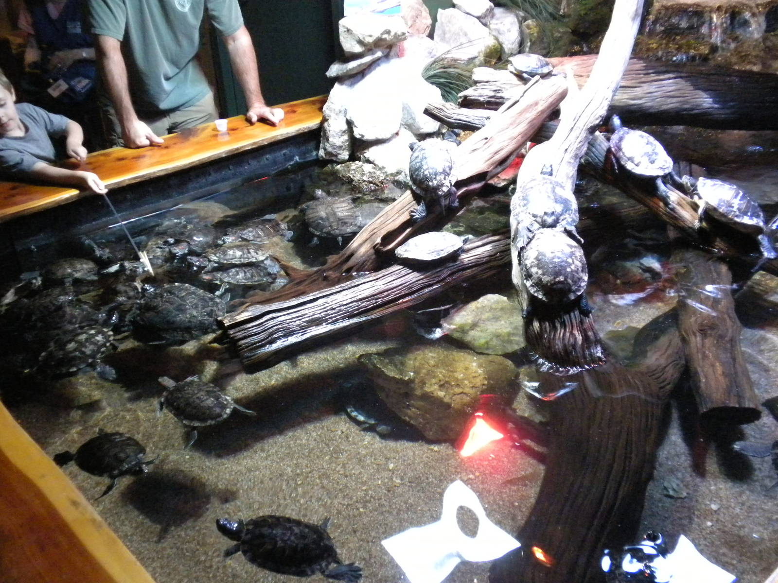 Turtle Feeding Tank