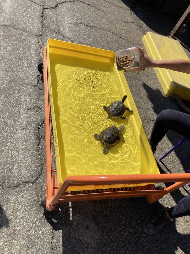 Turtle Feeding Time!