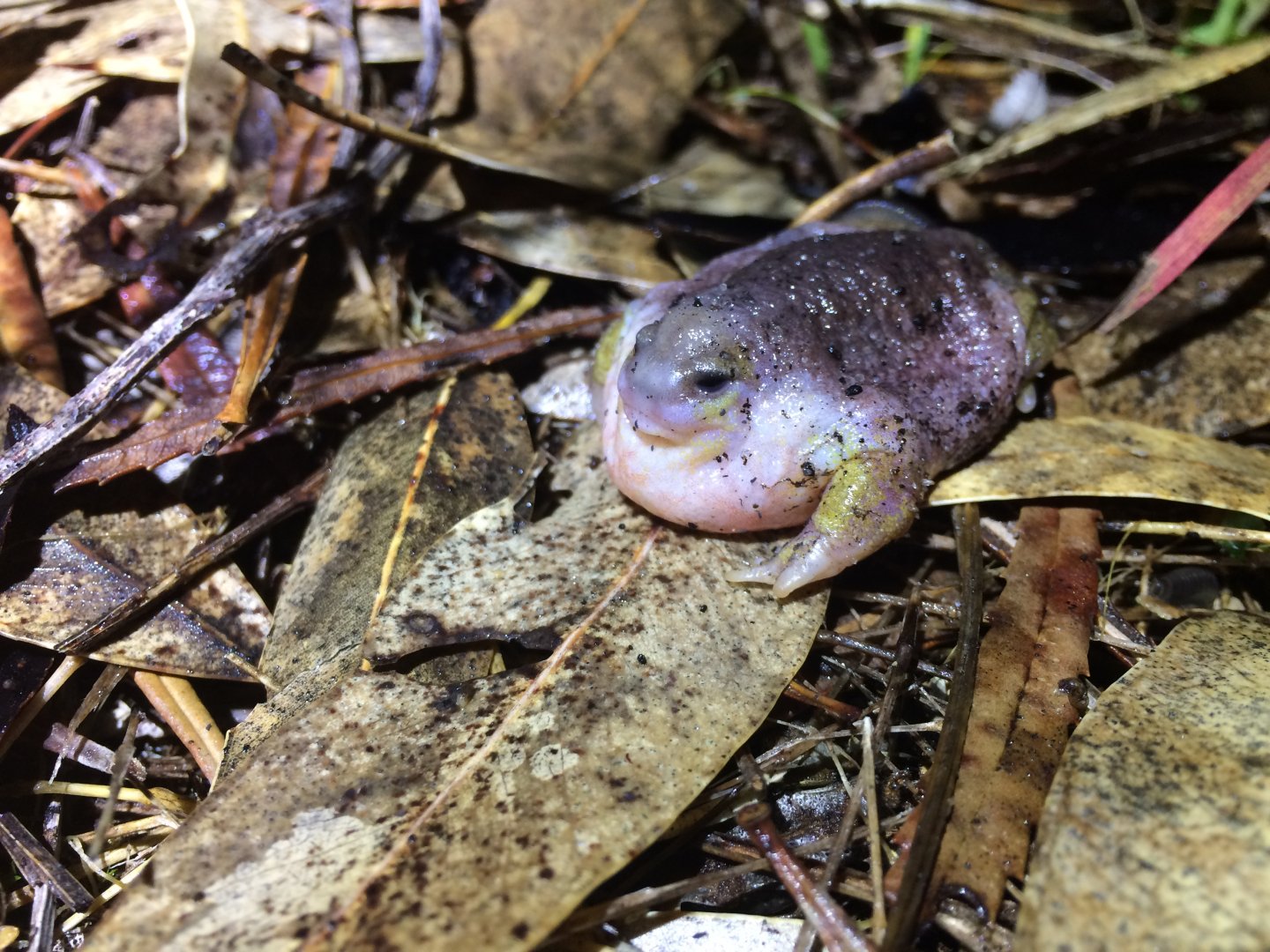 Turtle Frog (Myobatrachus gouldii)
