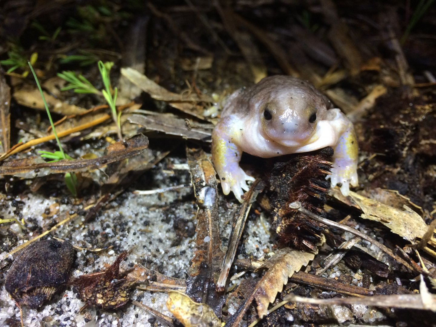 Turtle Frog (Myobatrachus gouldii)