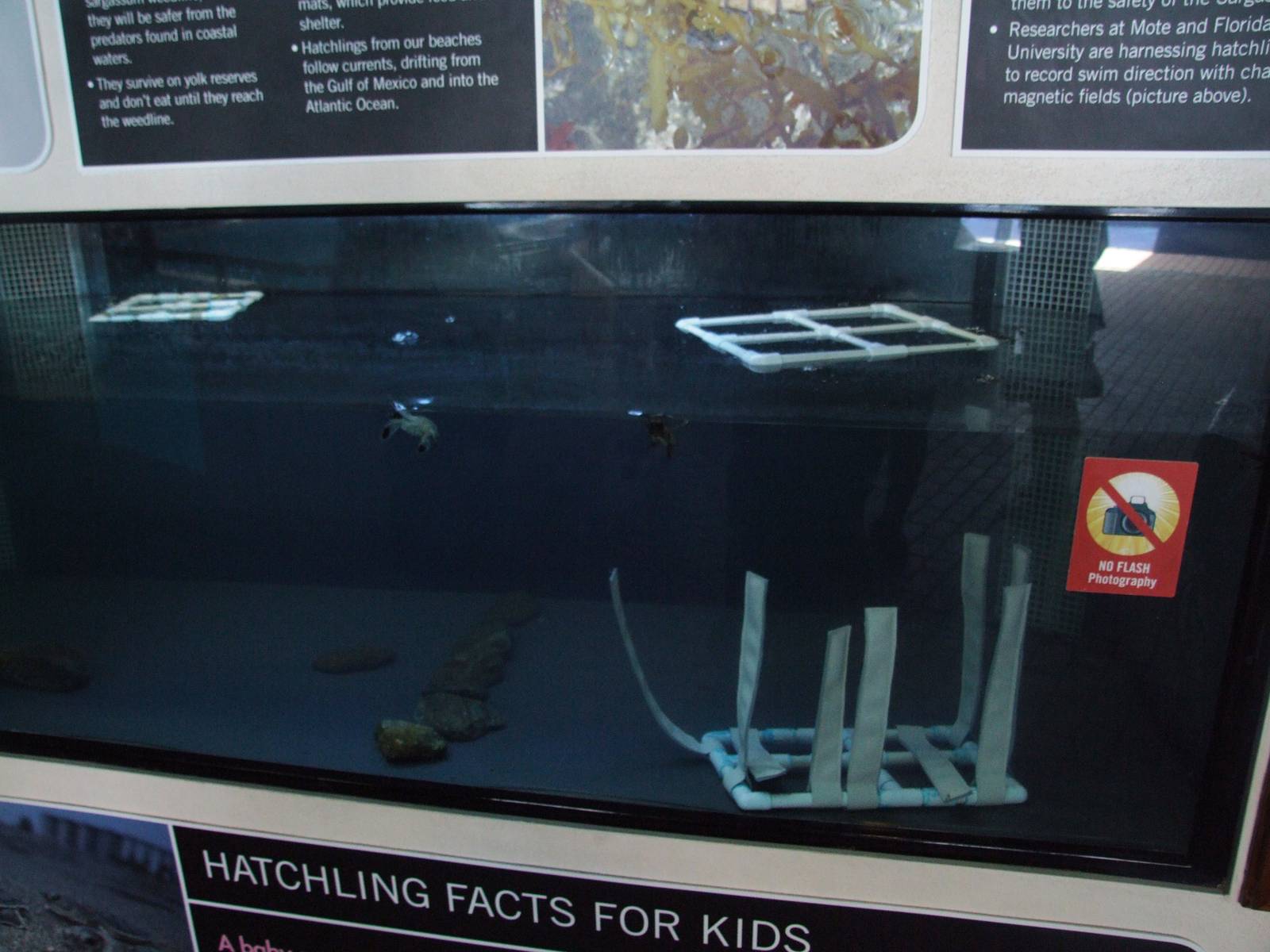 Turtle Hatchling Tank at Mote, 07/10/13