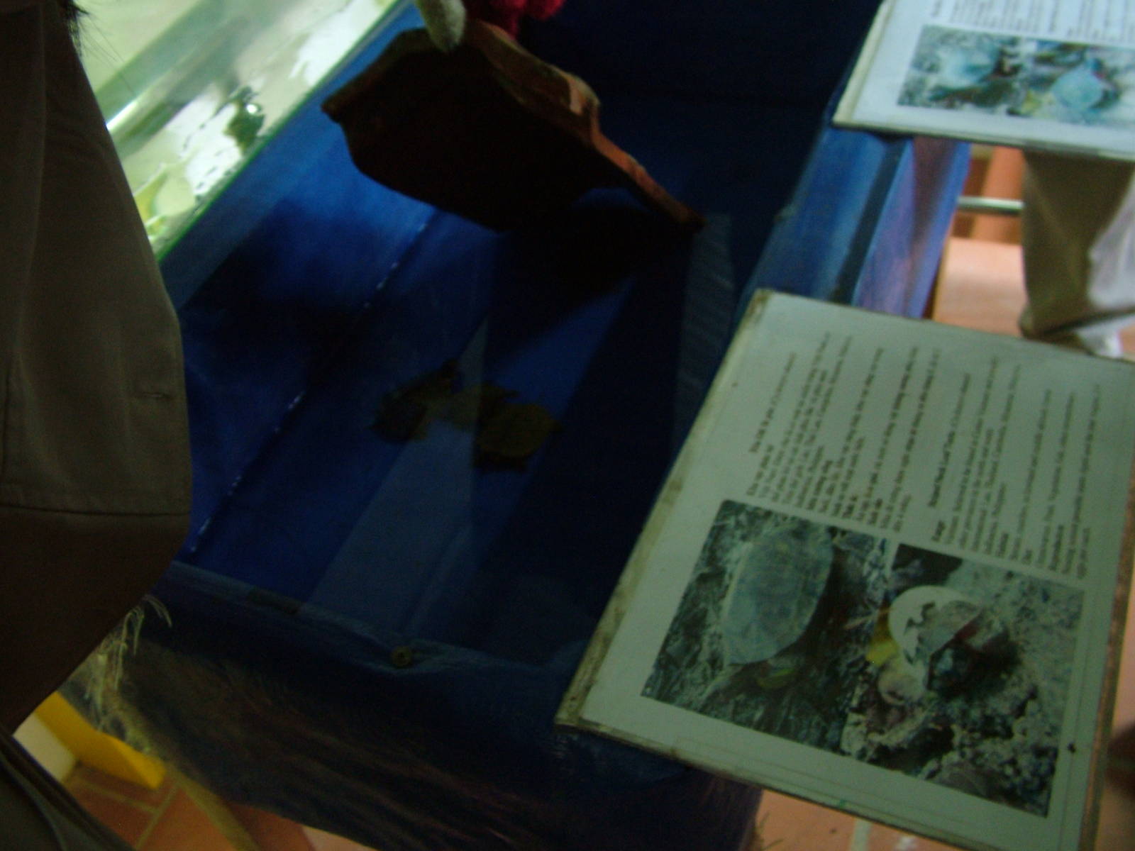 Turtle Hatchlings at the Turtle Centre, Cuc Phuong, 10/03/12