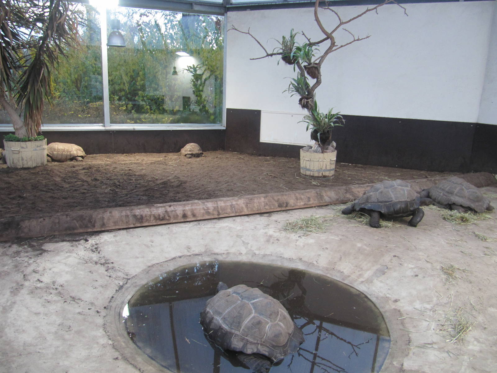 Turtle House nov 2010