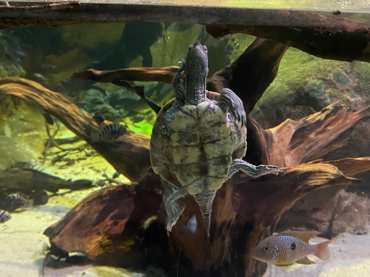 Turtle ID? 240122