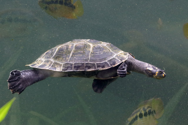 Turtle ID - Bird Paradise (Singapore)