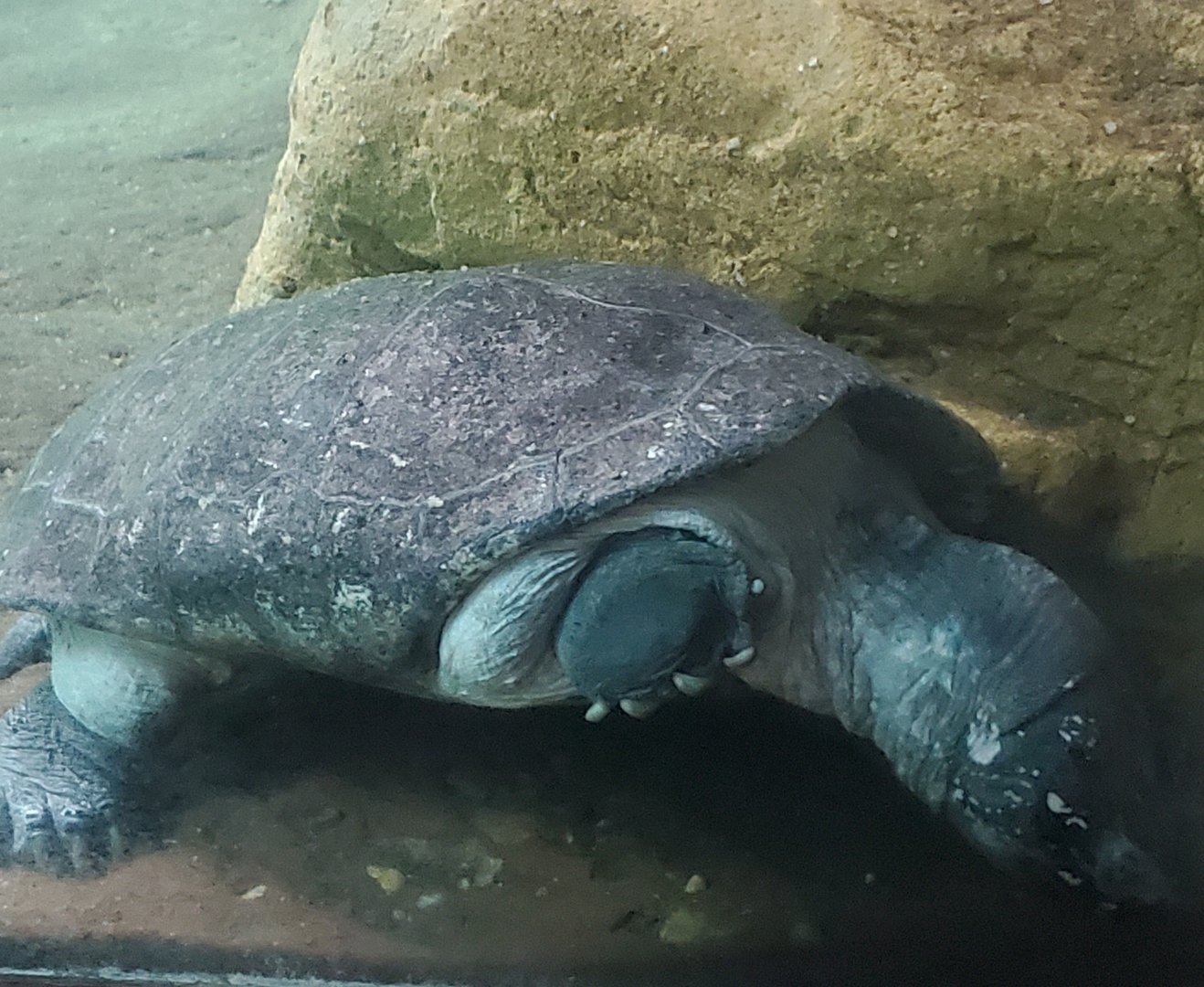 Turtle ID - Bronx Zoo JungleWorld (2022)
