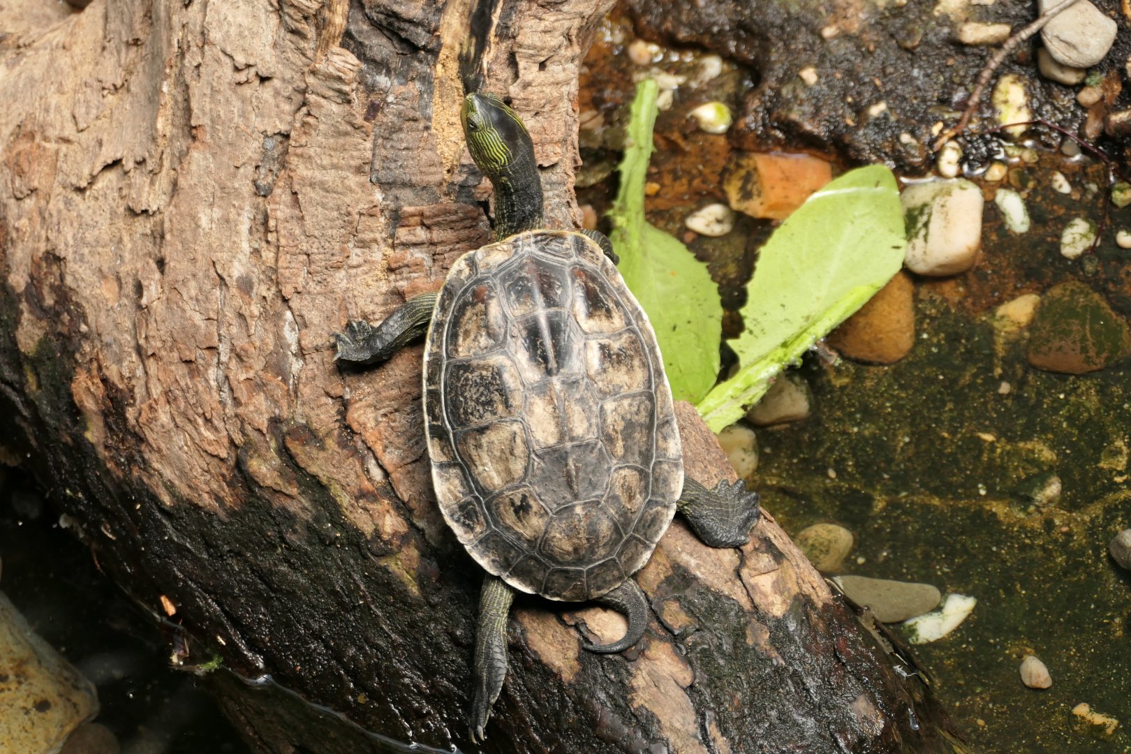 Turtle ID? Bronx Zoo - Jungleworld