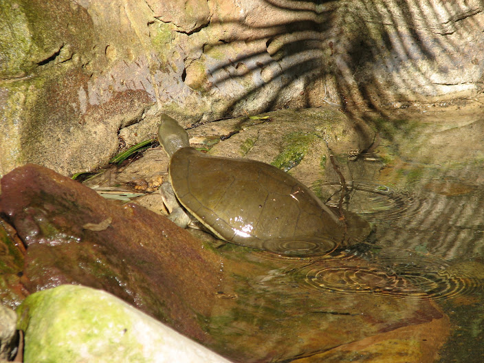 Turtle ID - Featherdale 2012