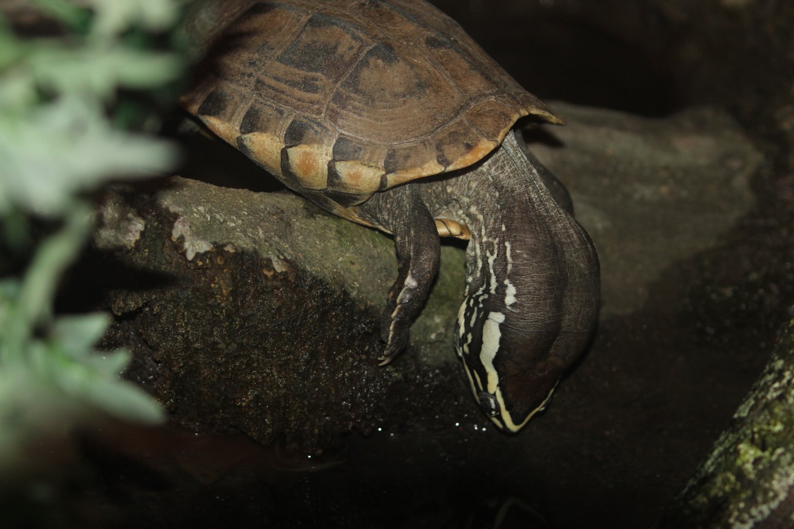 Turtle ID help, please!