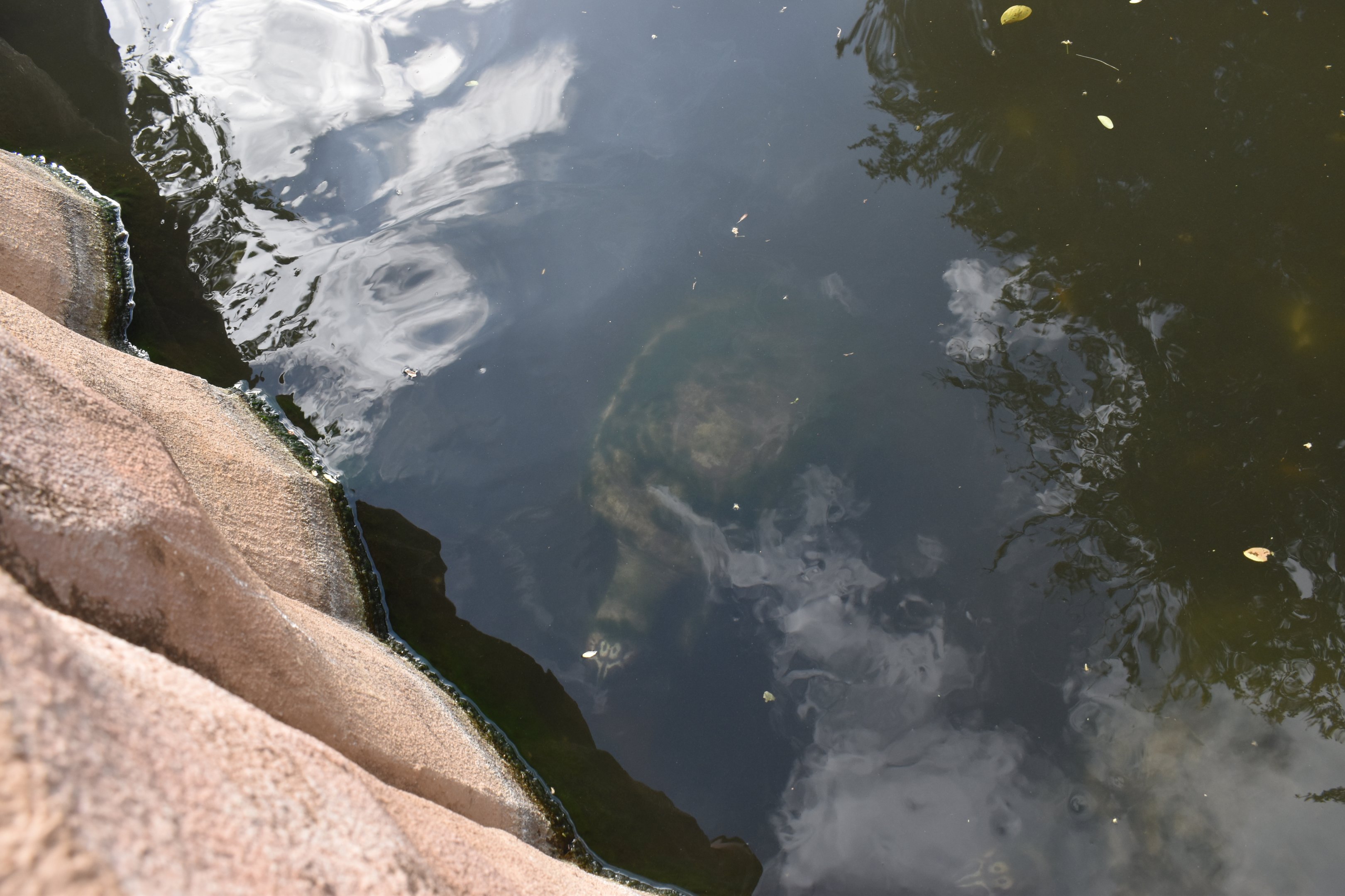 Turtle ID - Honolulu Zoo