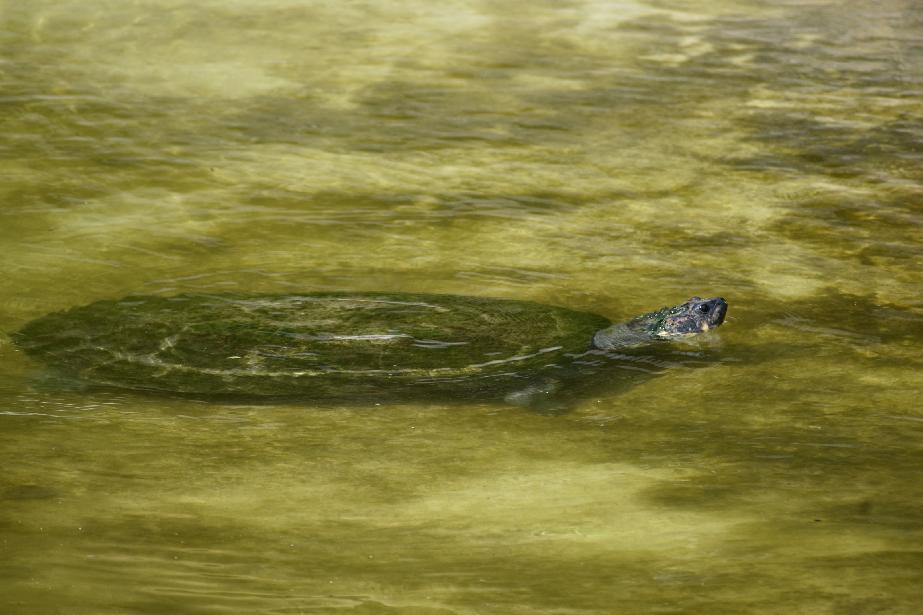 Turtle ID - Honolulu Zoo
