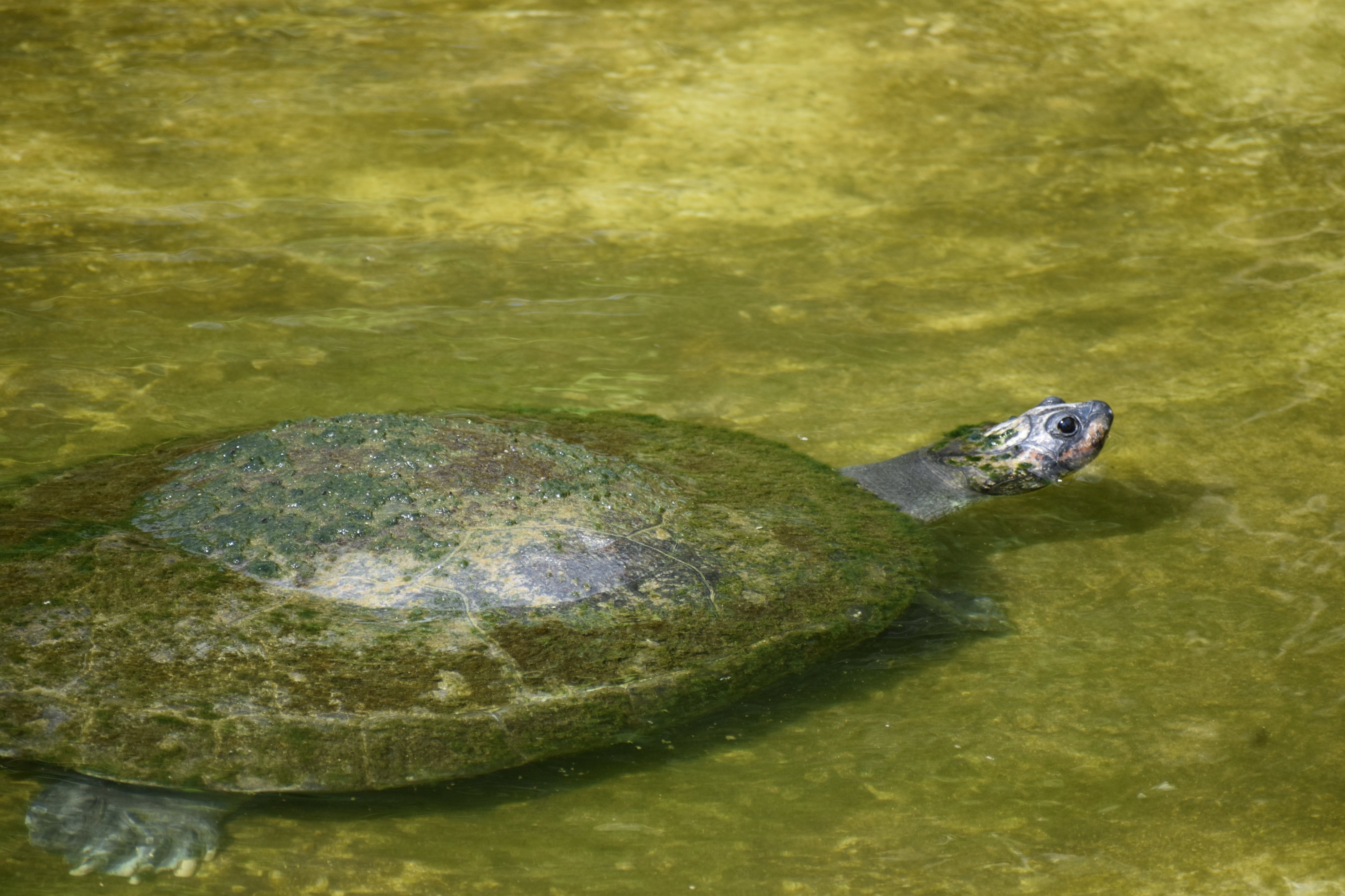 Turtle ID -Honolulu Zoo