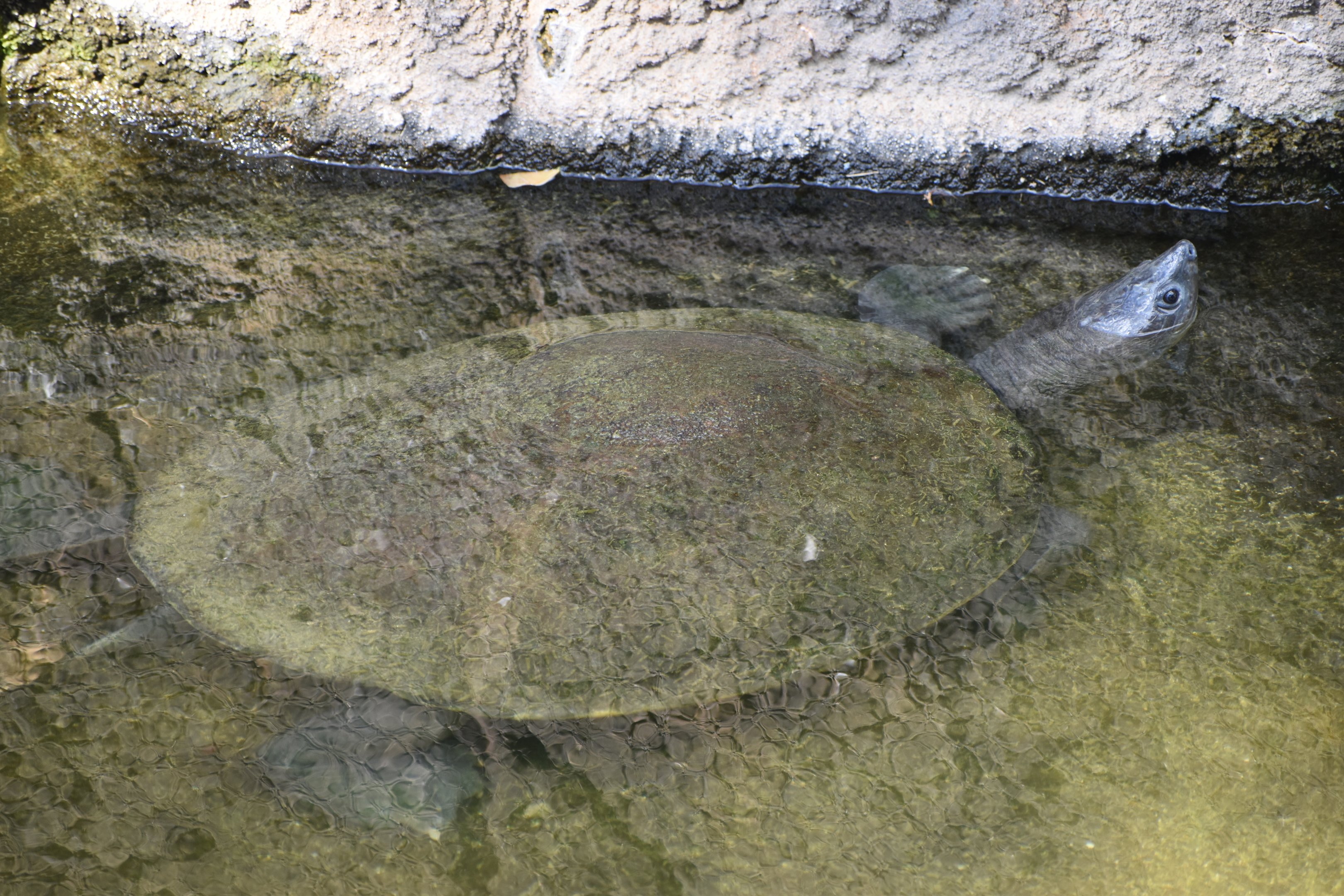 Turtle ID - Honolulu Zoo