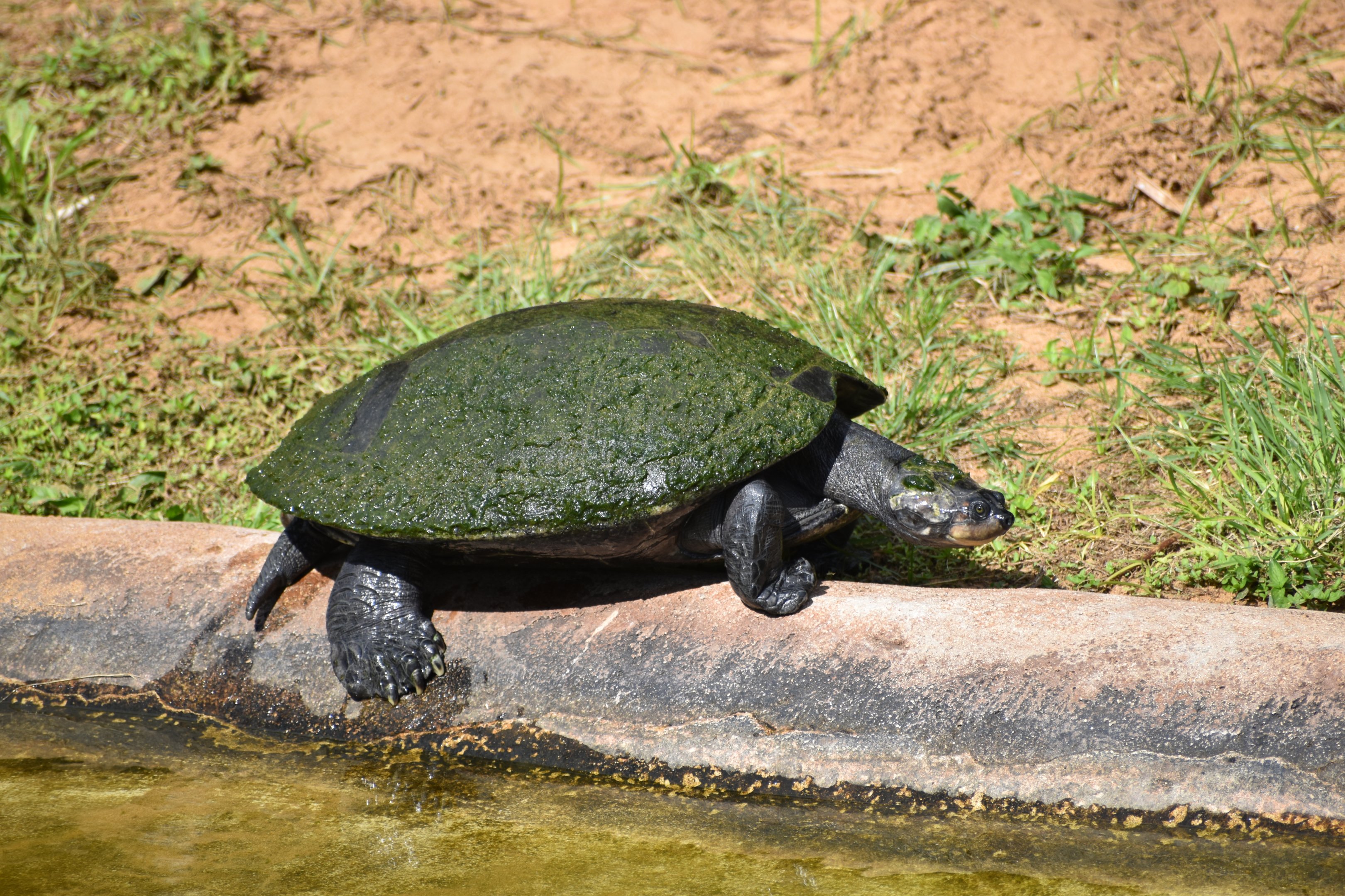 Turtle ID - Honolulu Zoo