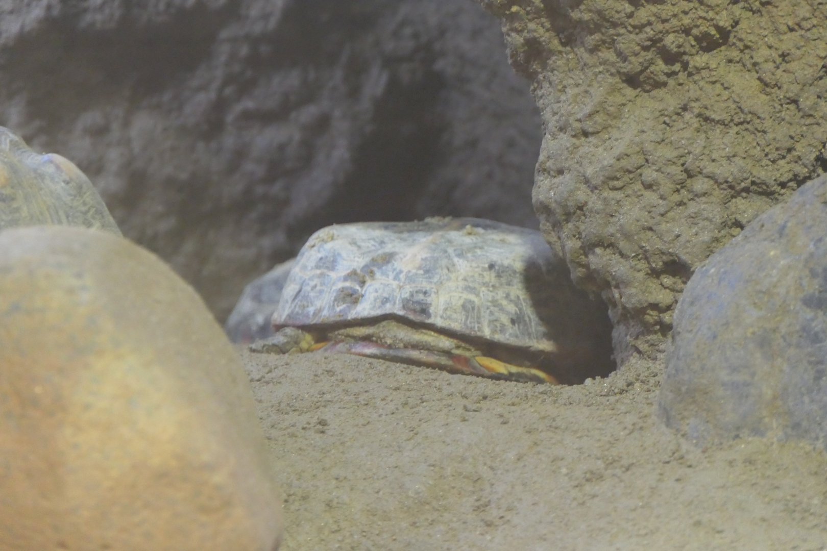 Turtle ID? - Kyoto Municipal Zoo