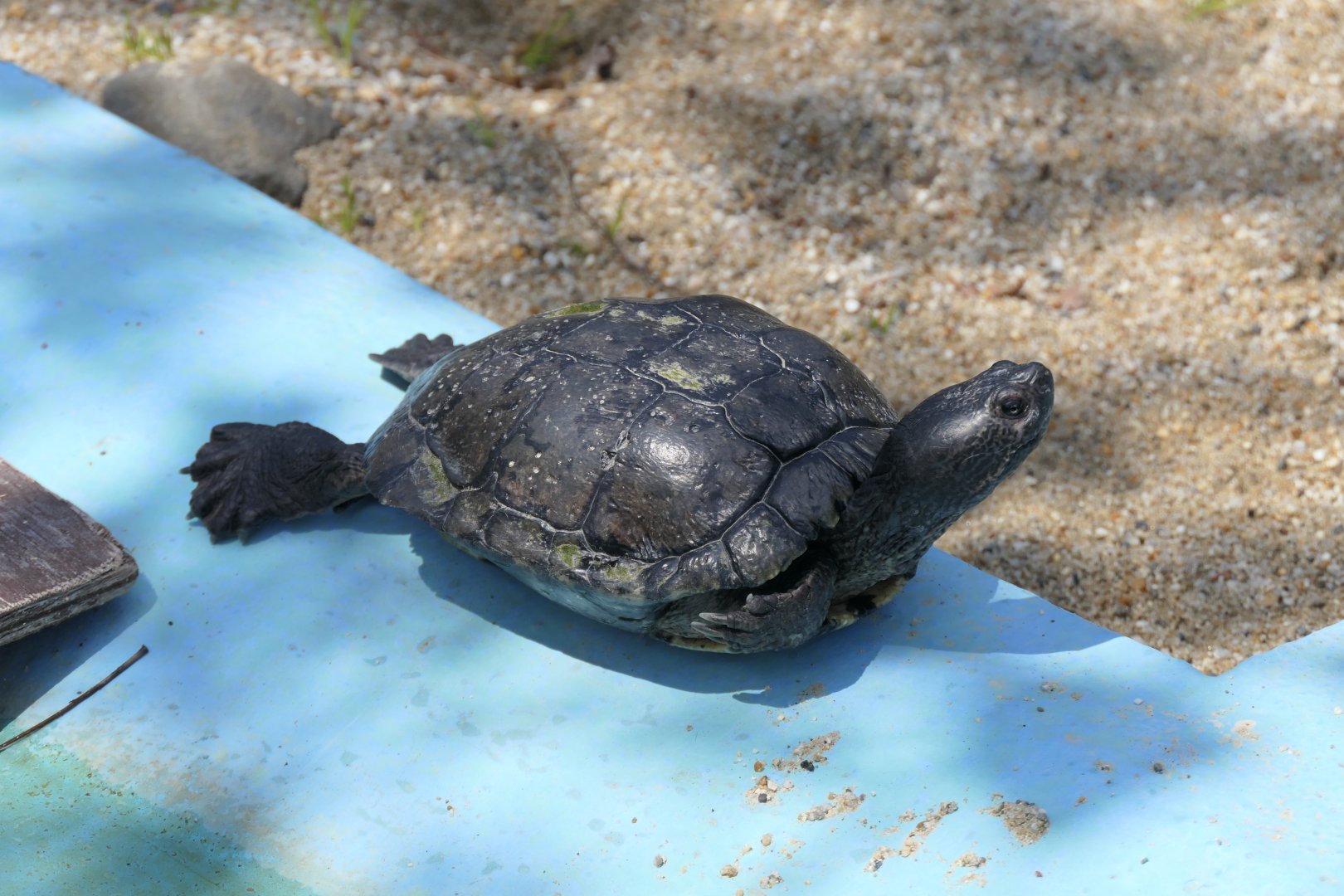 Turtle ID? Kyoto Municipal Zoo