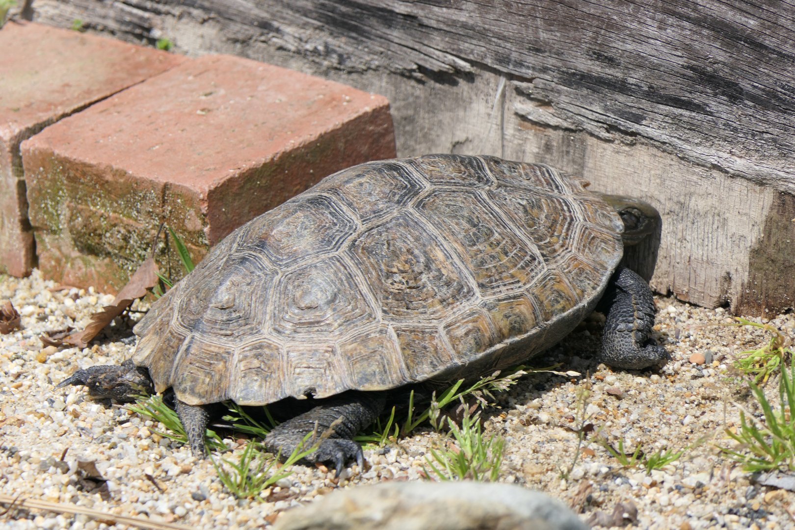 Turtle ID? Kyoto Municipal Zoo