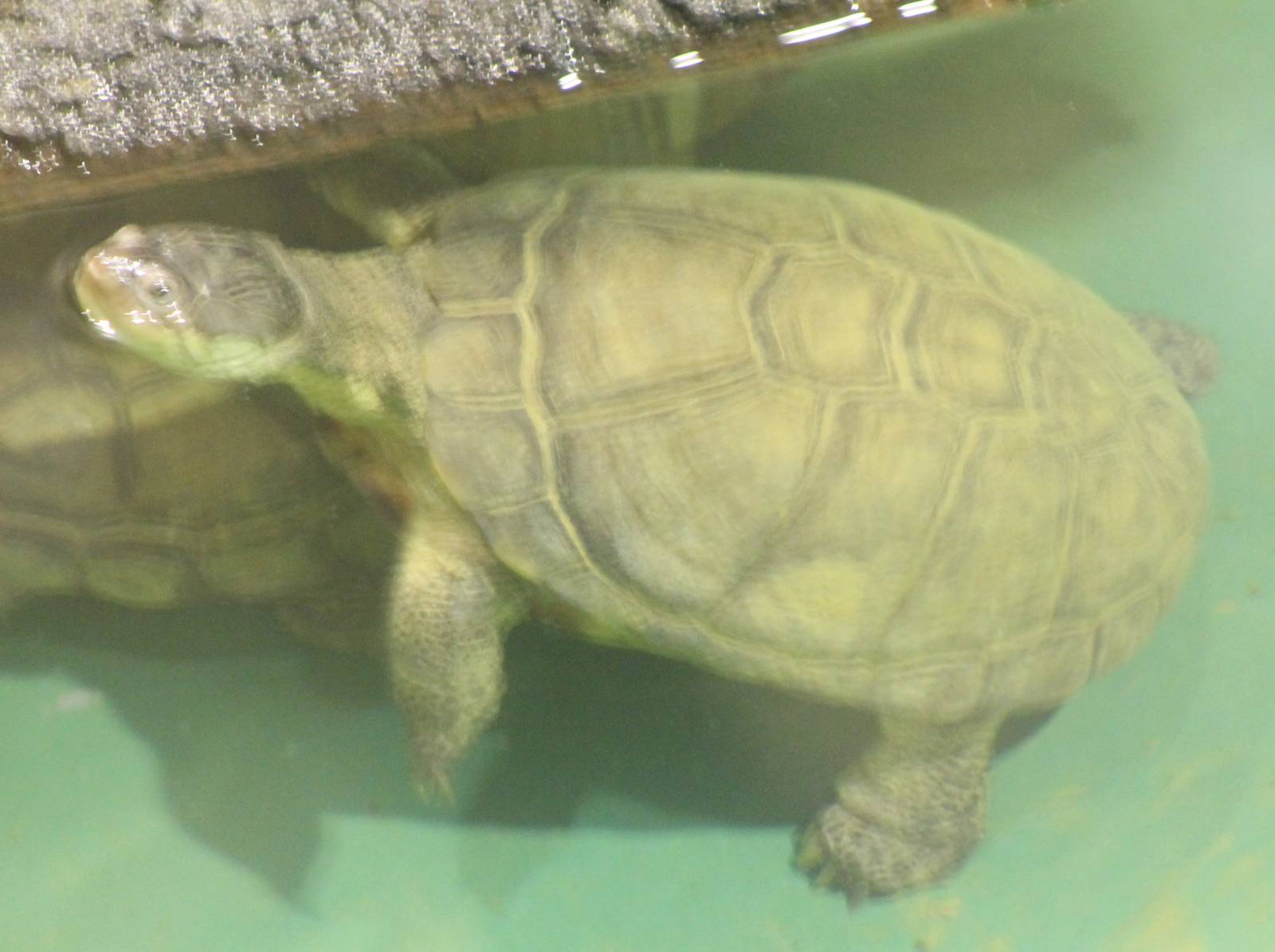 Turtle ID needed