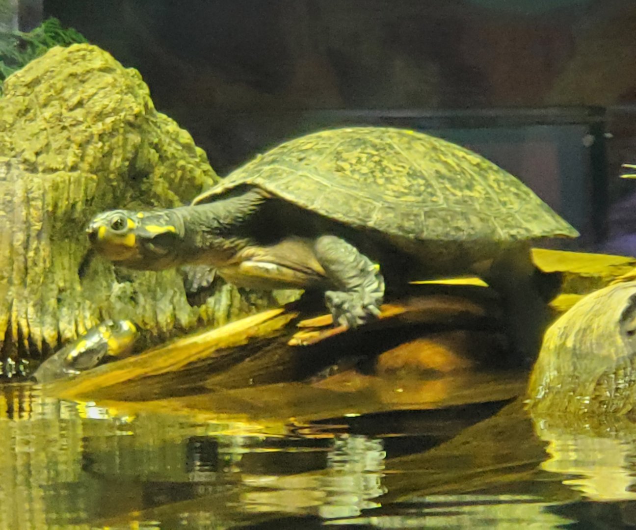 Turtle ID - Odysea Aquarium (Arizona - 2021)
