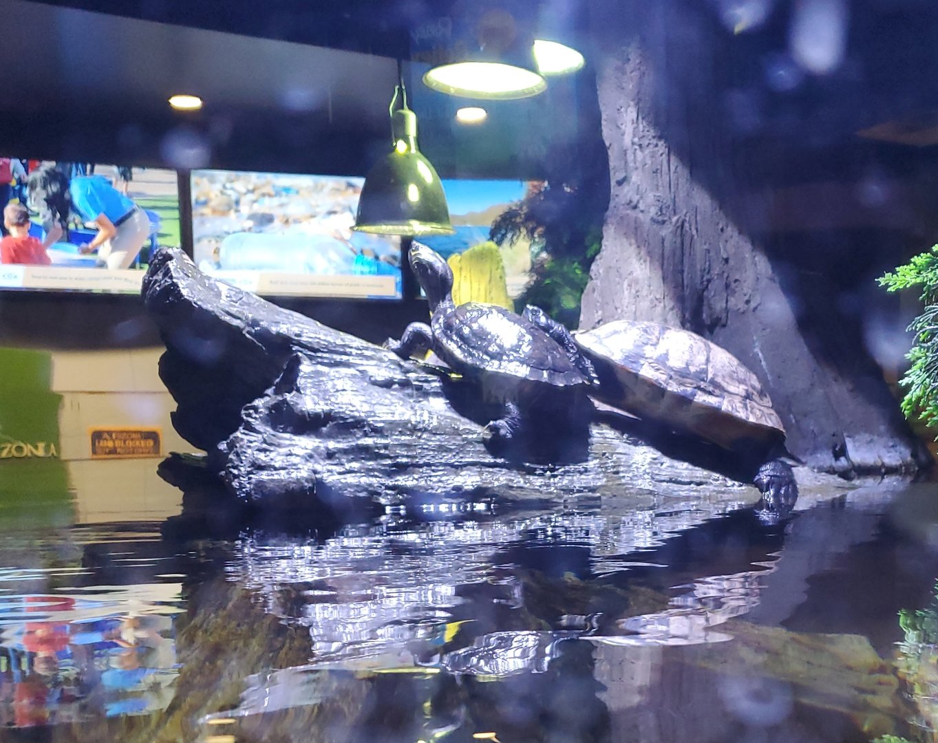 Turtle ID - Odysea Aquarium (Arizona - 2021)