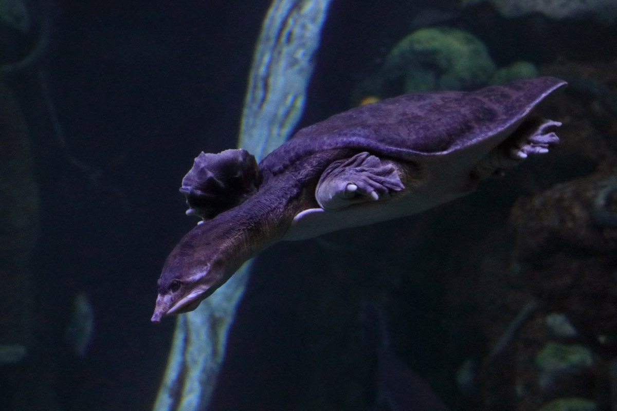 Turtle ID (Palma Aquarium)