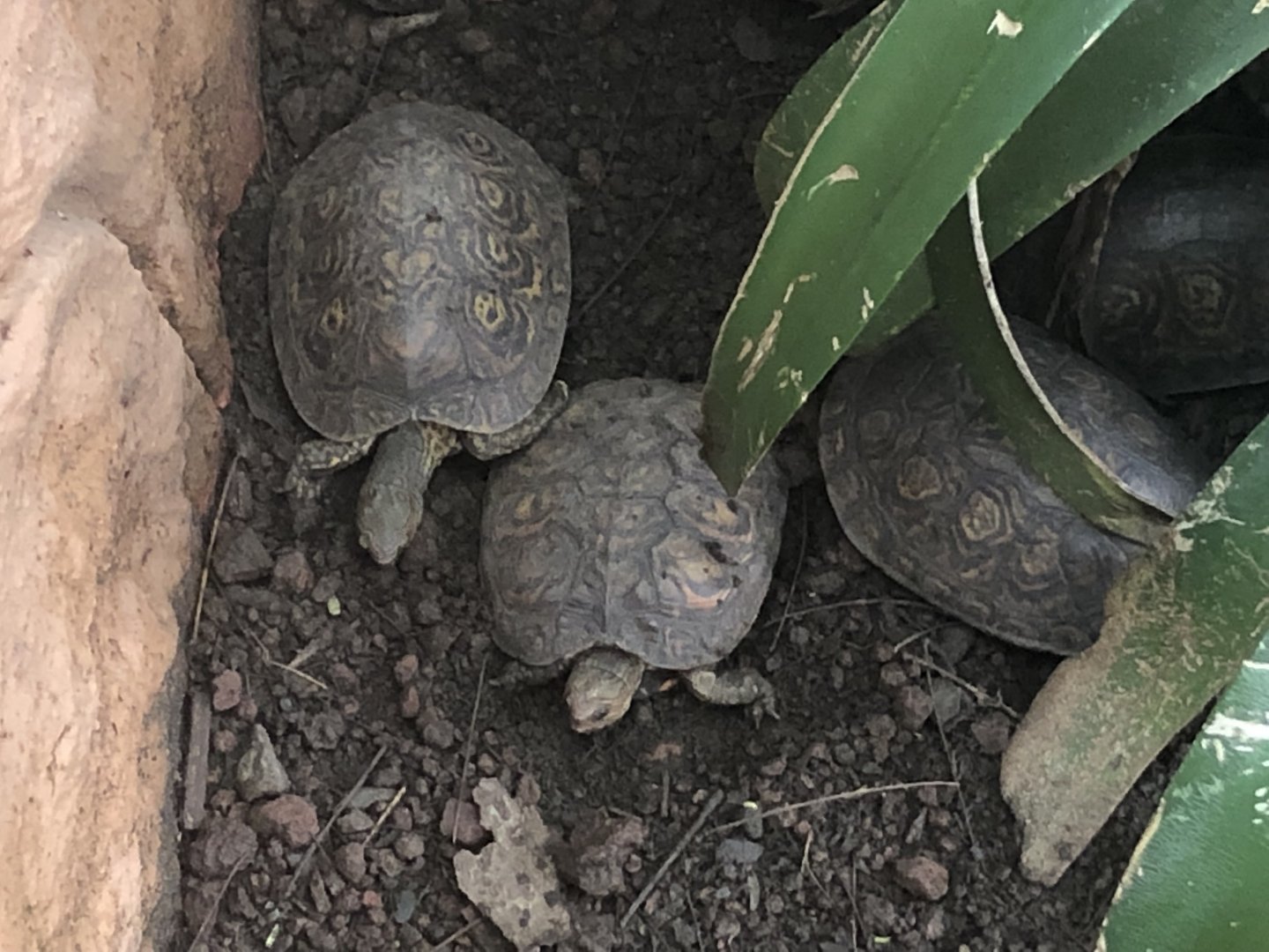 Turtle ID? (Parque Marino del Pacifico)
