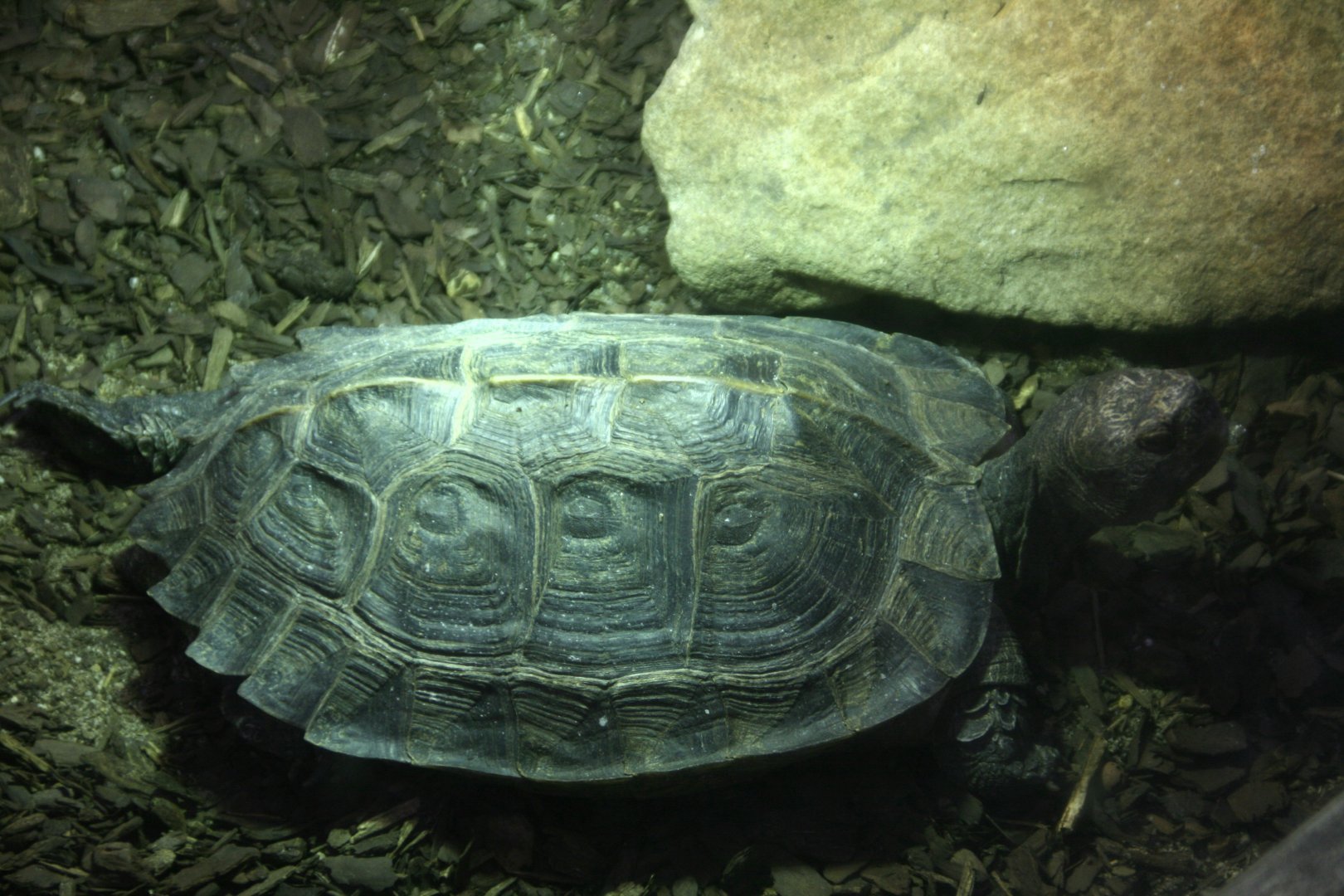 Turtle ID please