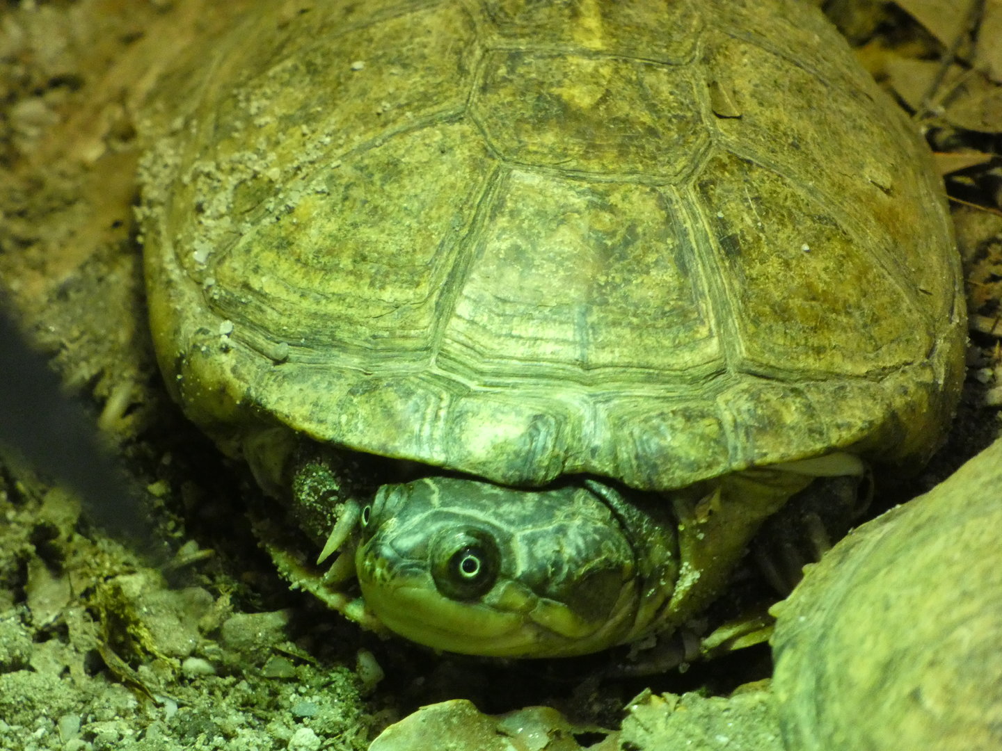 Turtle ID - Plzen Zoo