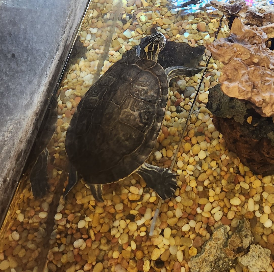 Turtle ID - River Cooter?