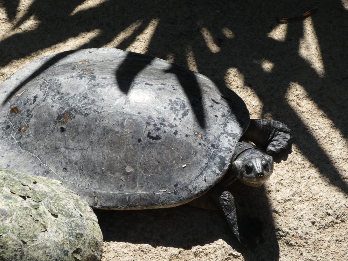 Turtle ID? - San Diego Zoo