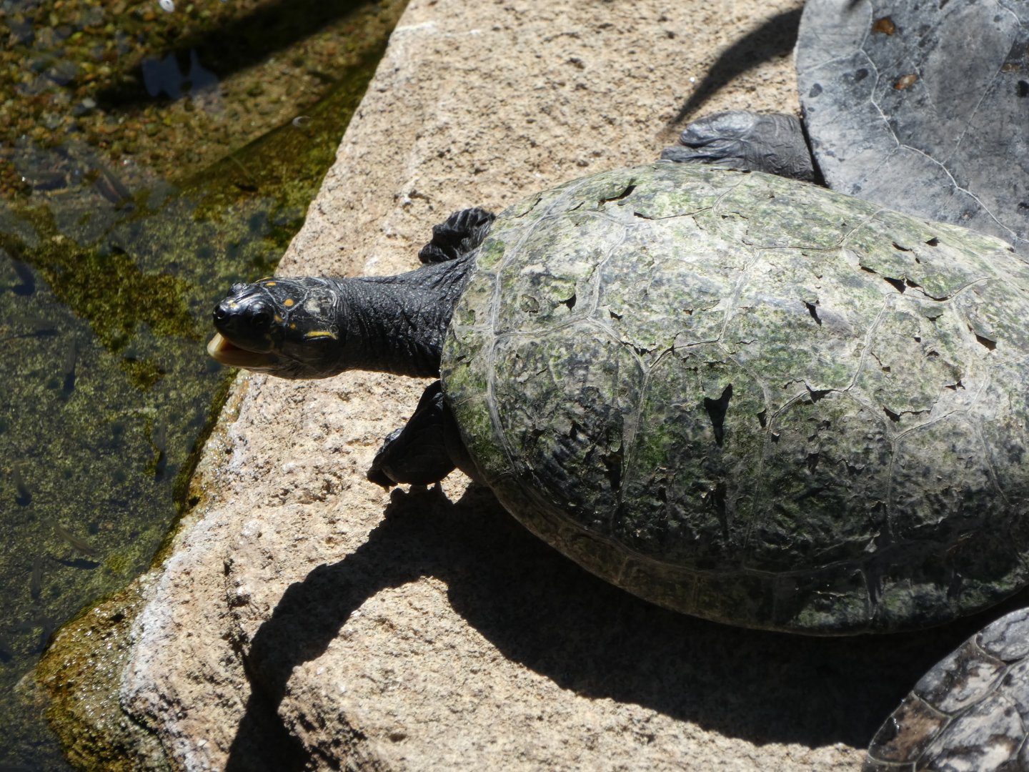 Turtle ID? - San Diego Zoo