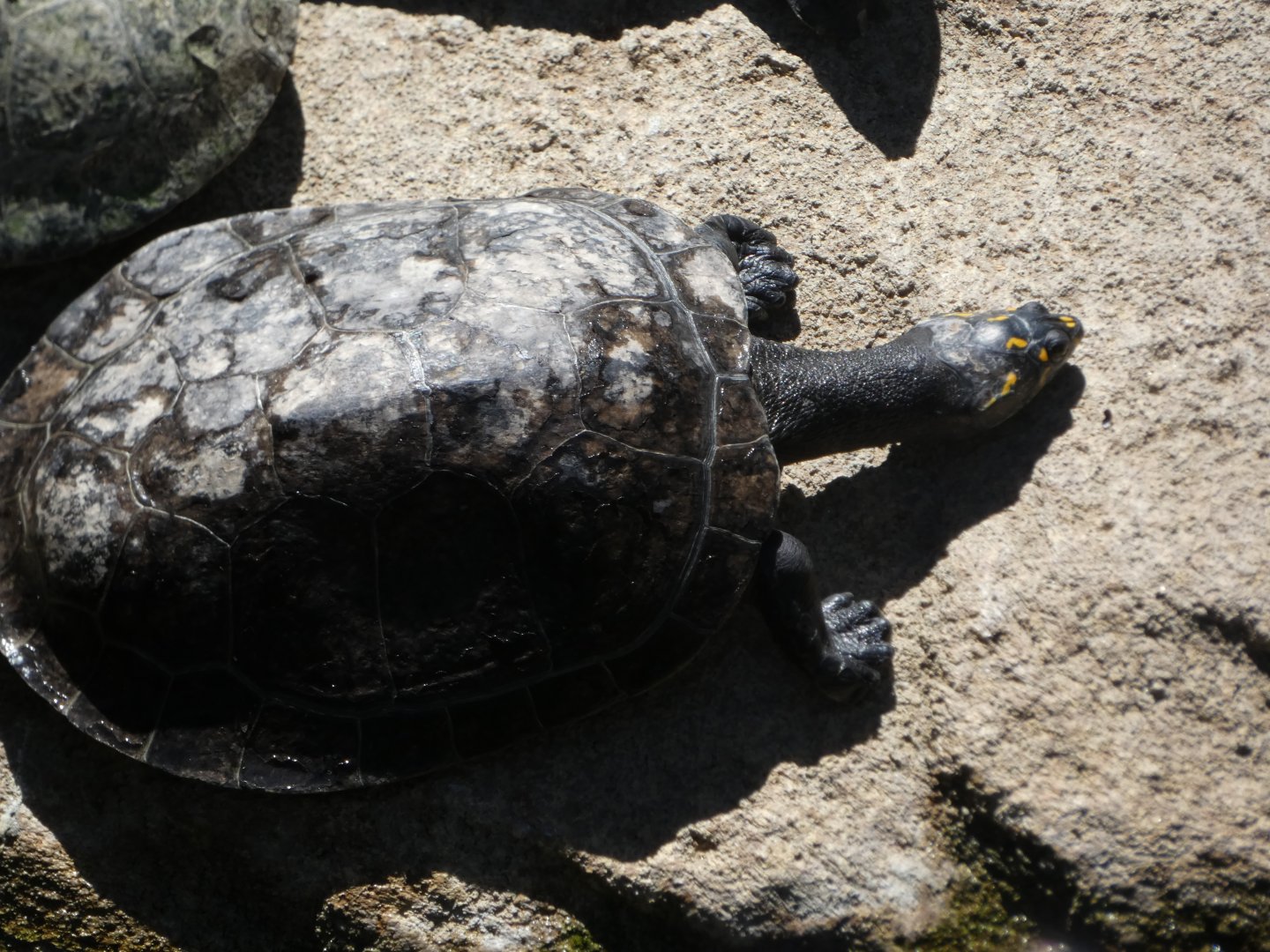 Turtle ID? - San Diego Zoo