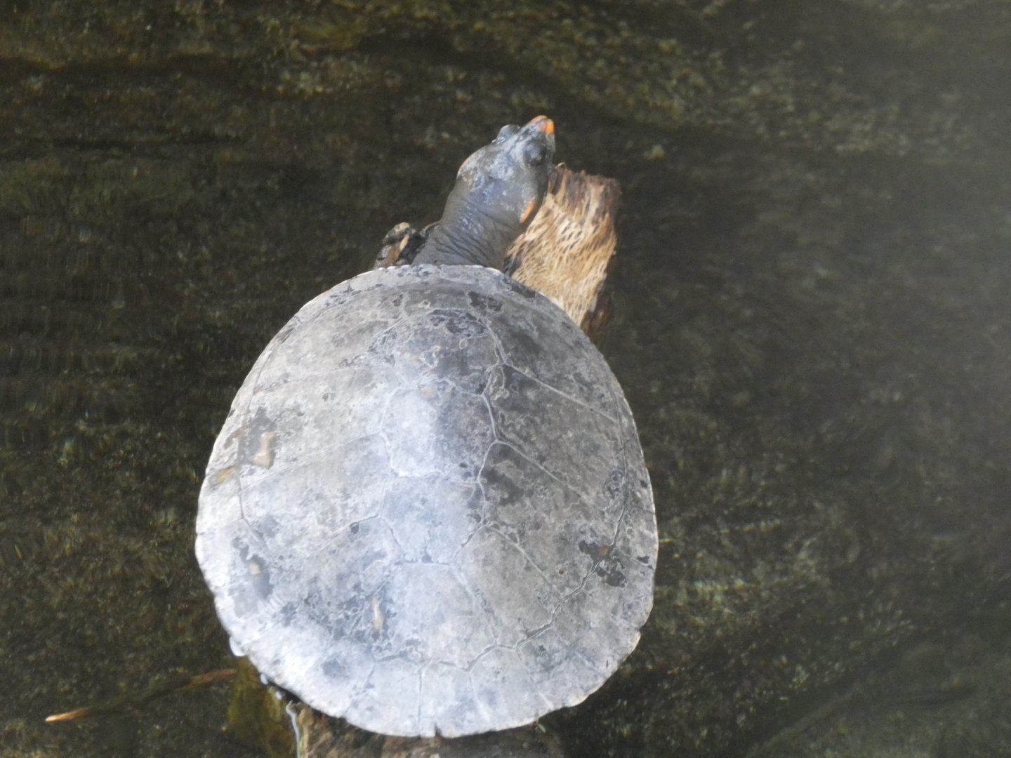 Turtle ID? - San Diego Zoo