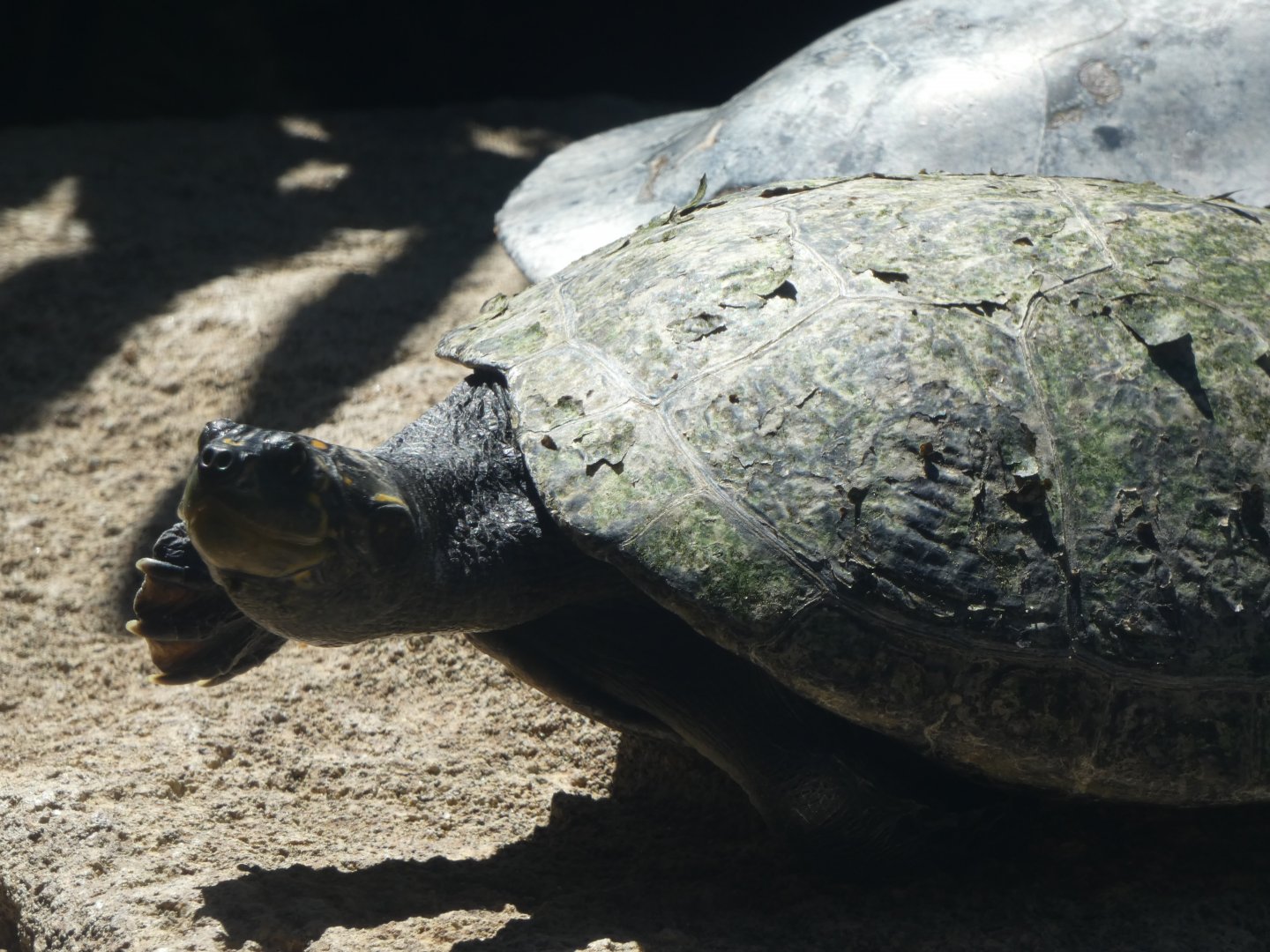 Turtle ID? - San Diego Zoo