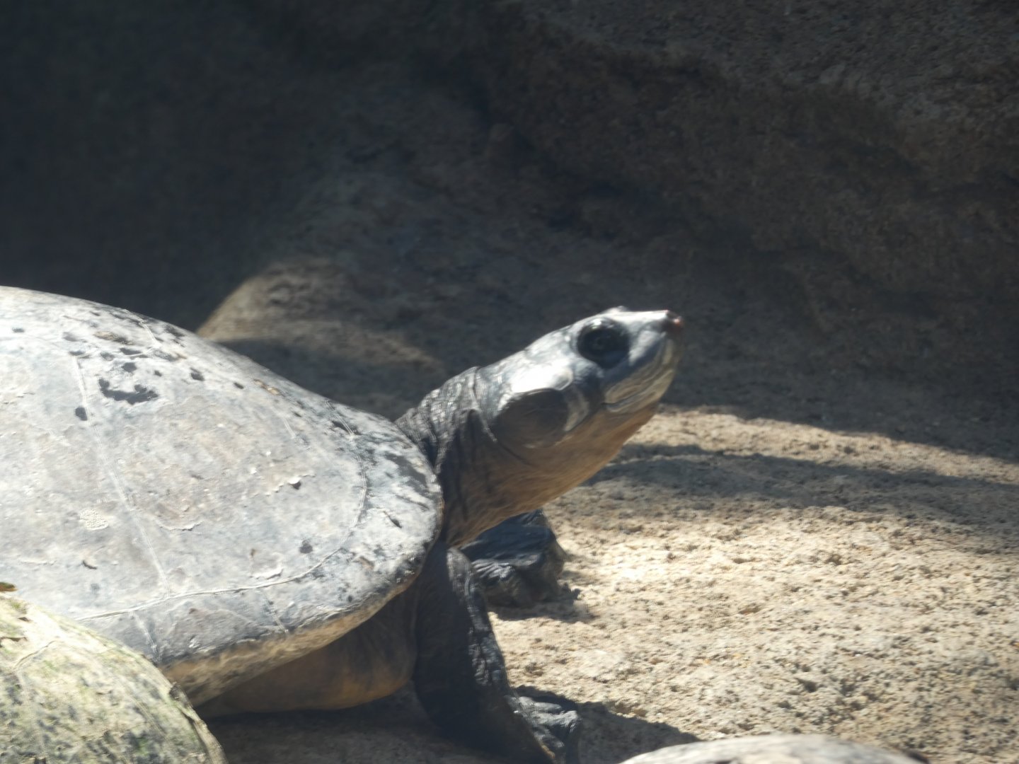 Turtle ID? - San Diego Zoo