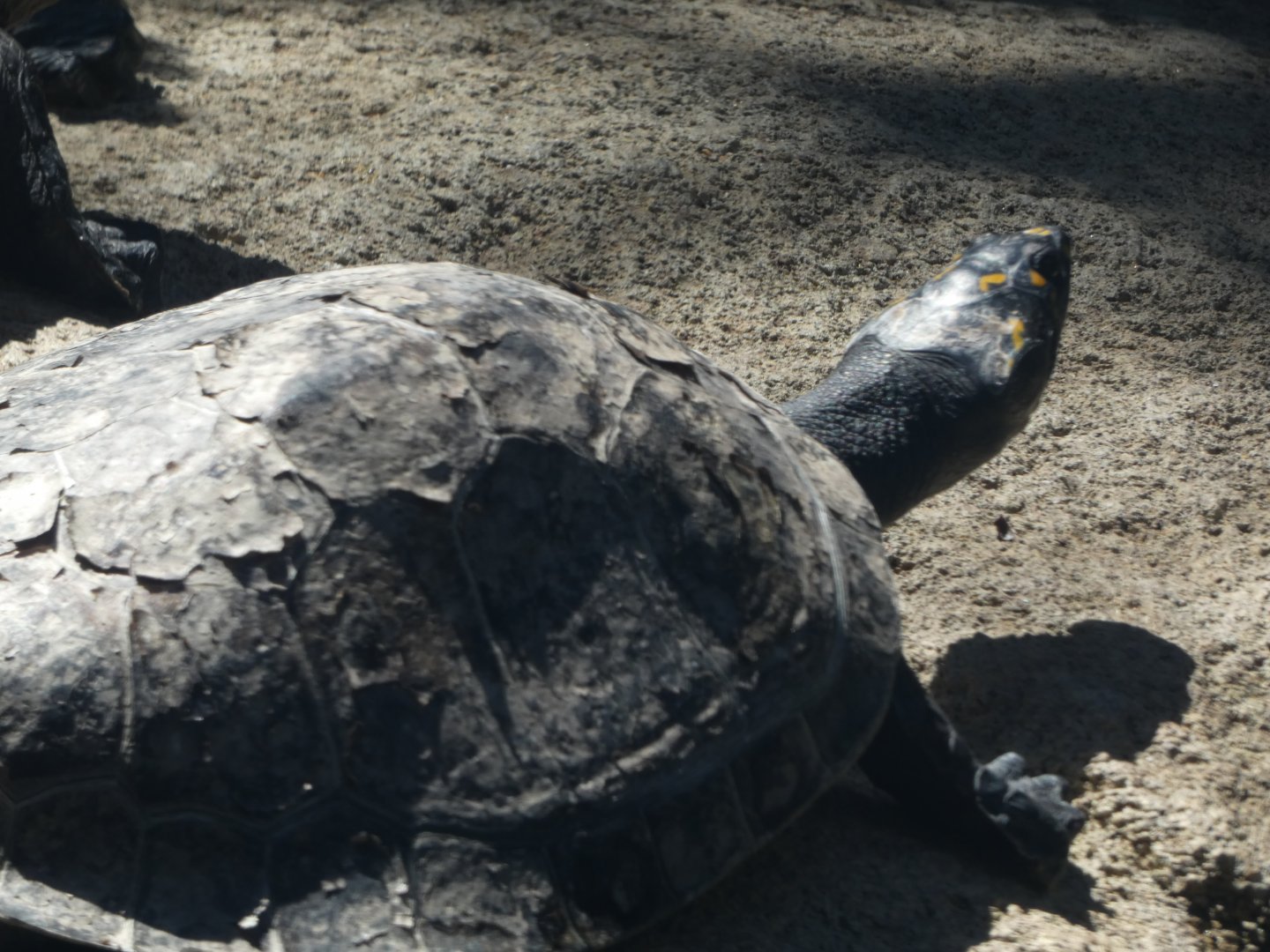 Turtle ID? - San Diego Zoo