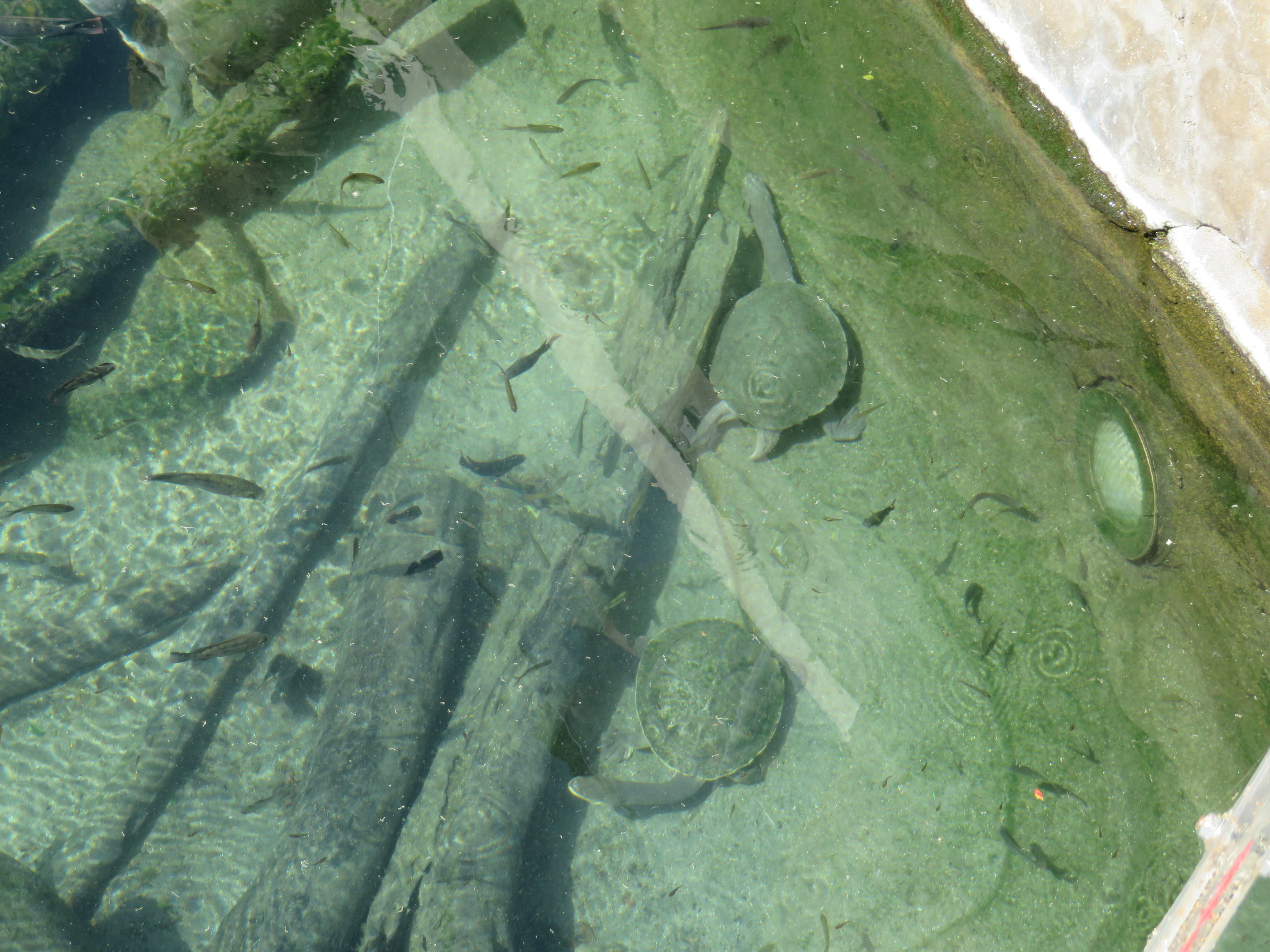 Turtle ID (San Diego Zoo)