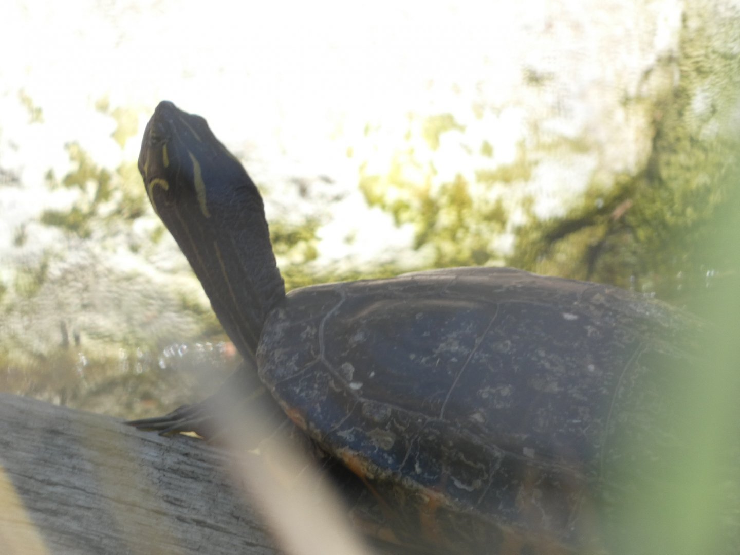 Turtle ID? - Santa Barbara Zoo