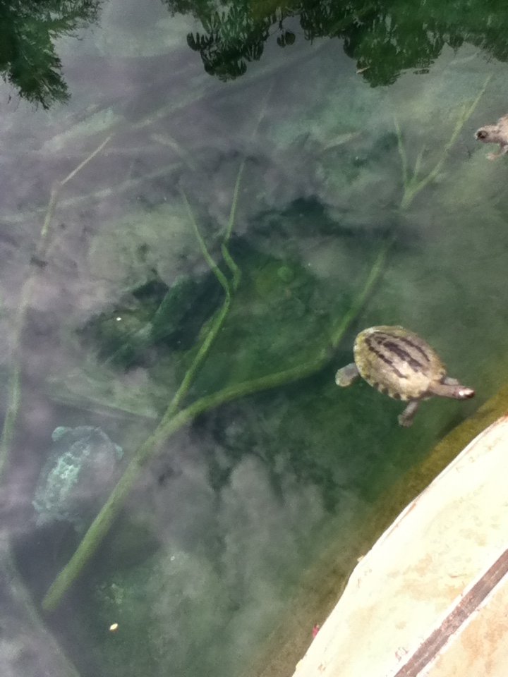 Turtle ID (the one with black stripes)