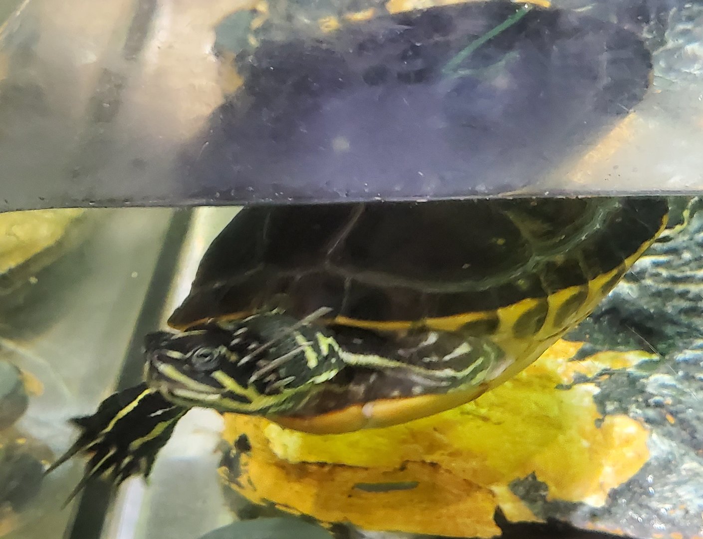 Turtle ID - The River Center (FL)