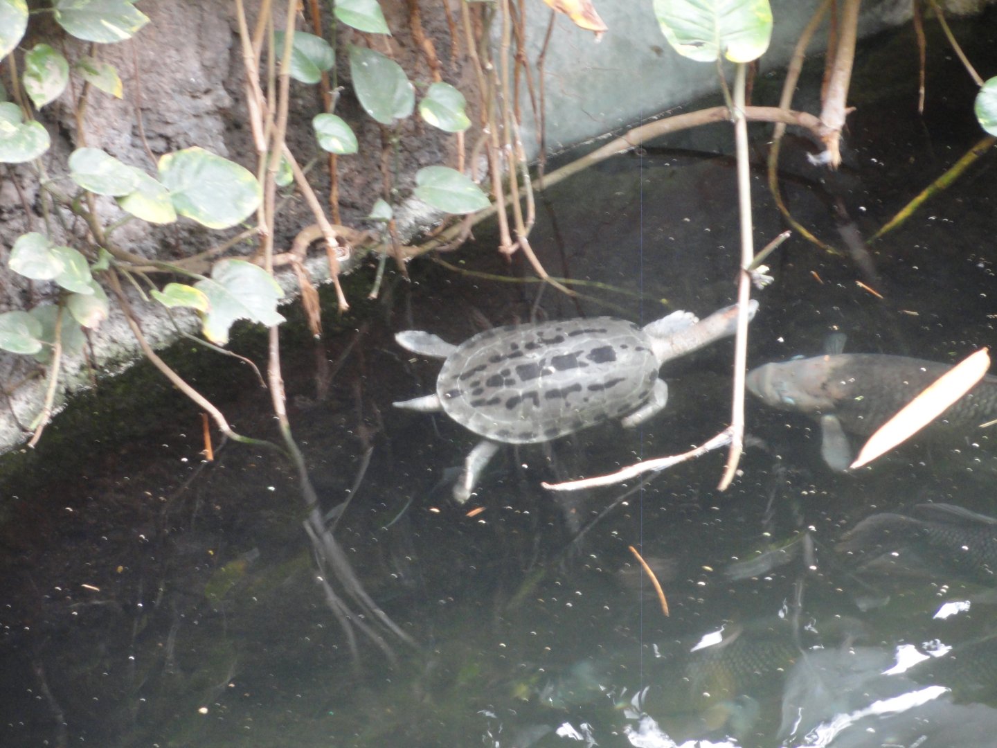 Turtle ID - Unknown Species