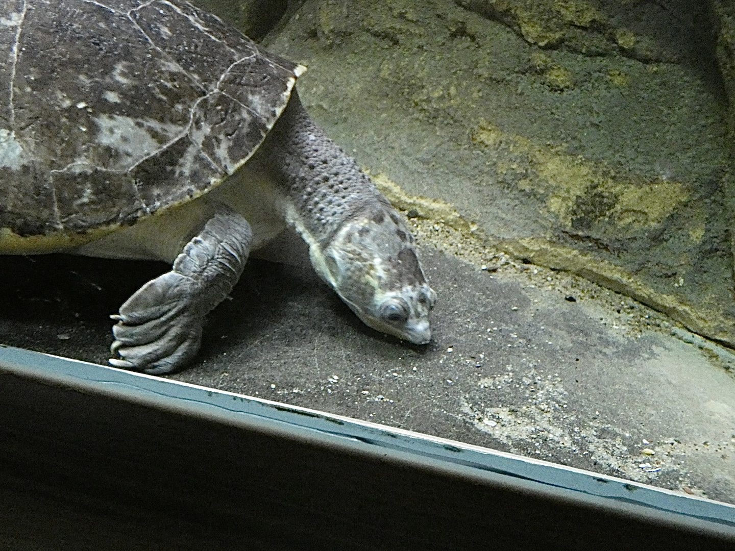 Turtle ID? - Zoo Antwerpen