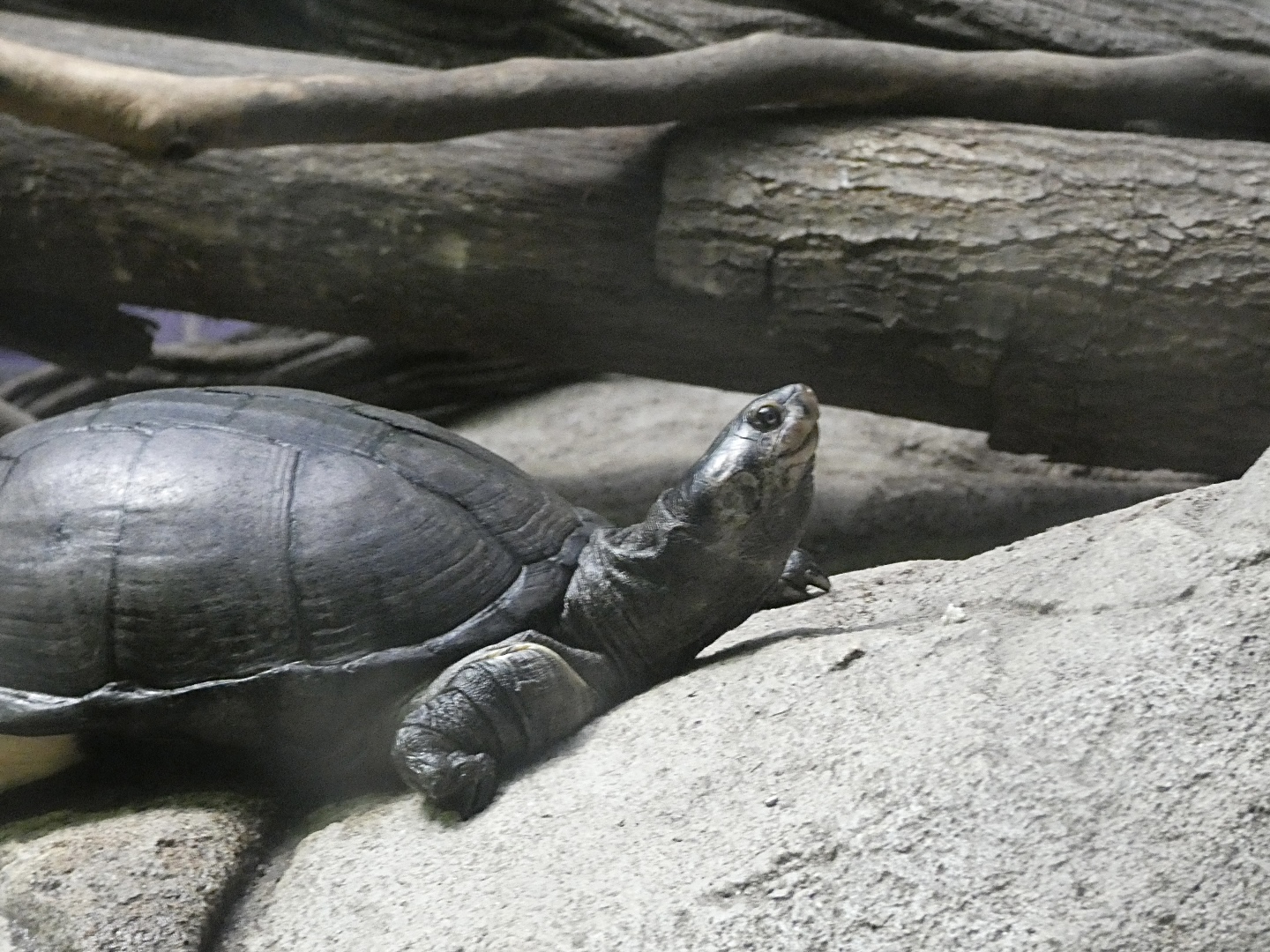 Turtle ID? - Zoo Antwerpen