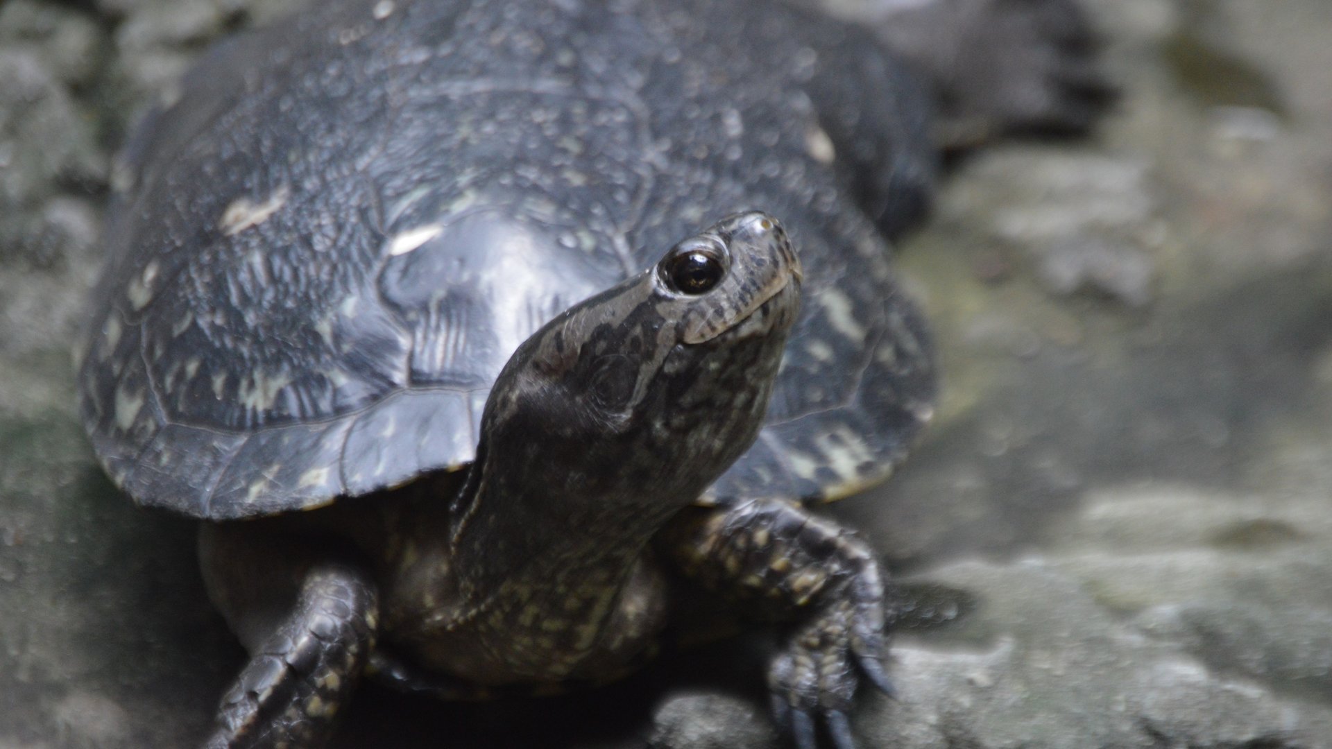 Turtle ID (Zoo Miami)