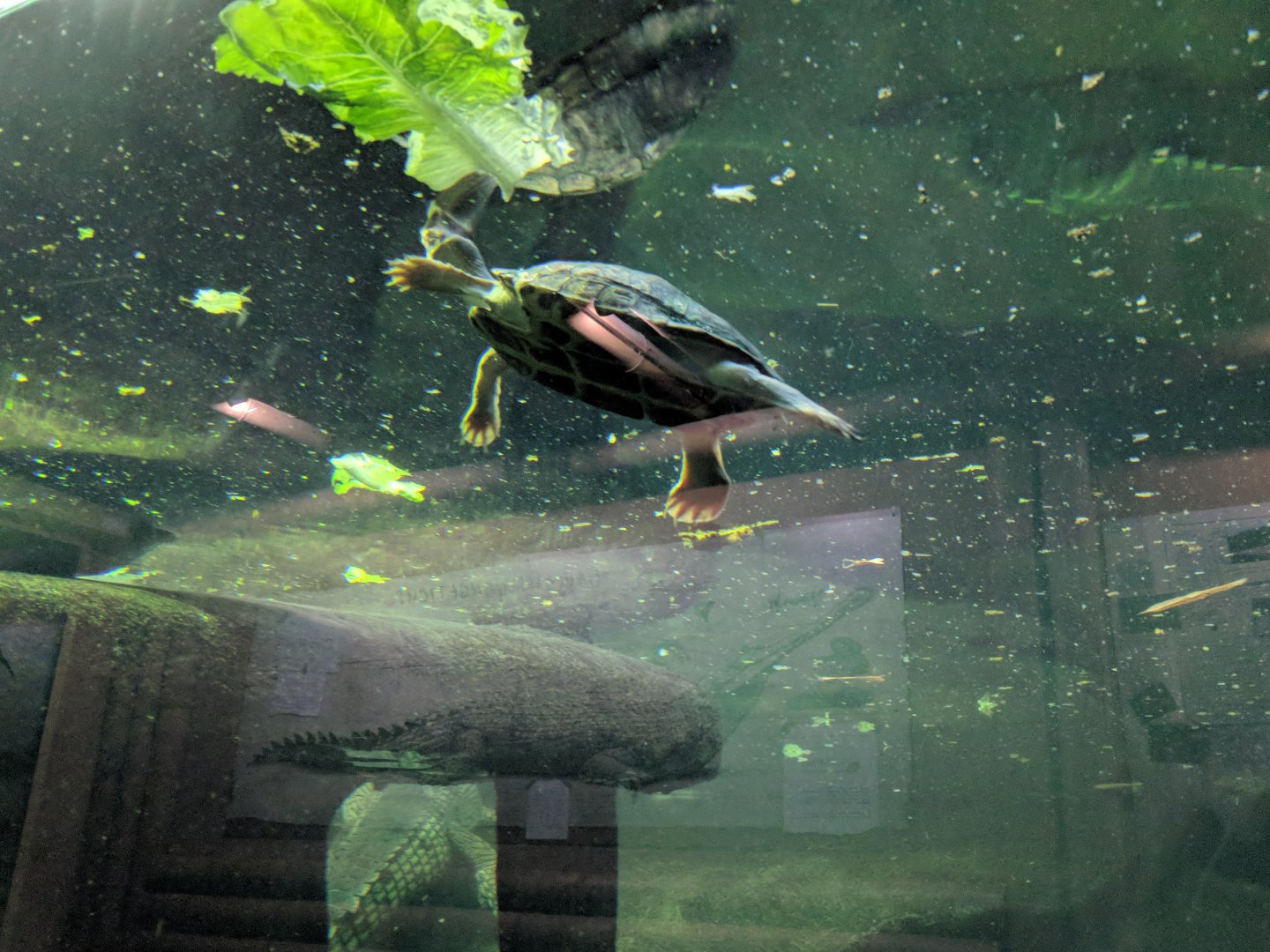 Turtle ID Zoo Praha 2018