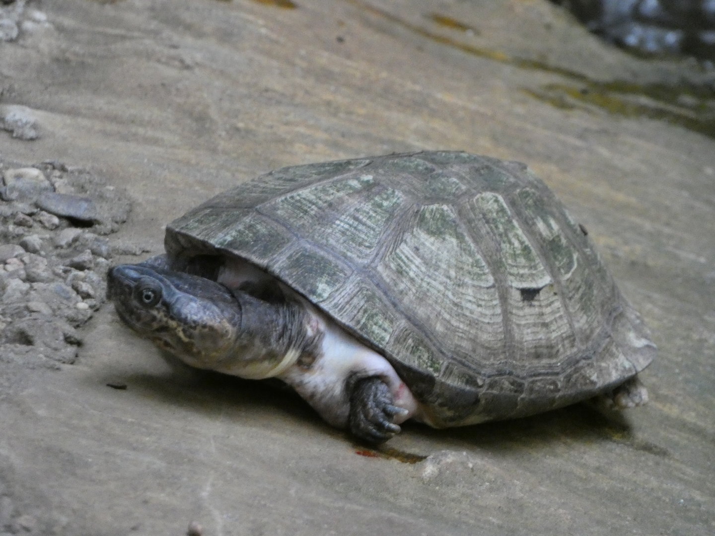 Turtle ID? - Zoo Wroclaw